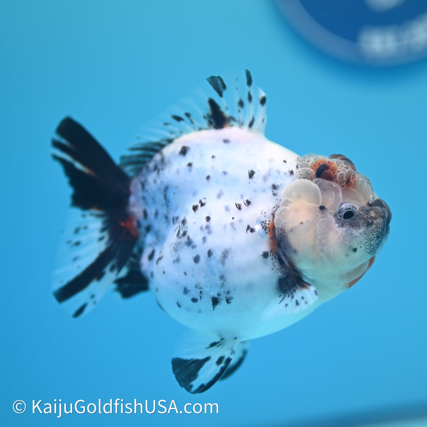 Shogun Godzilla Calico Oranda 3.5in Body (240614_OR08) - Kaiju Goldfish USA