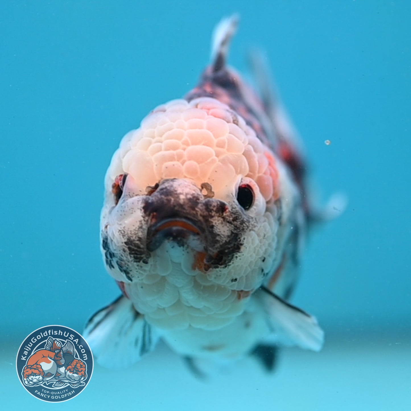 Tricolor Tiger Oranda 4 inch Body (251003_OR08)