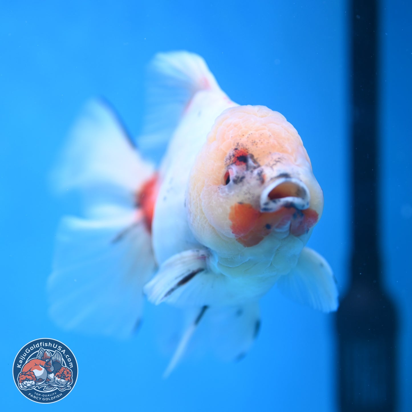 Calico Rose Tail Oranda 5.5 inches - Female (241115_OR08) - Kaiju Goldfish USA