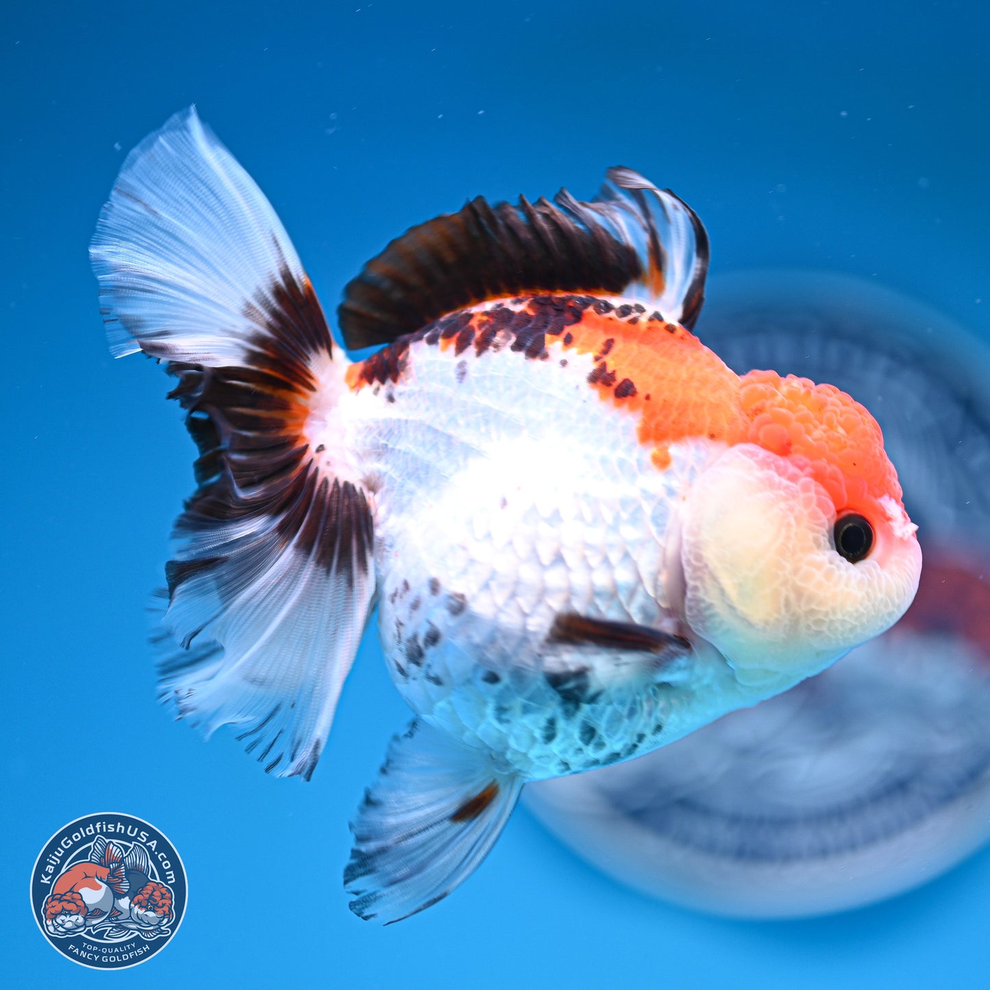 Tricolor Rose Tail Oranda 5.5 inches (241101_OR08) - Kaiju Goldfish USA