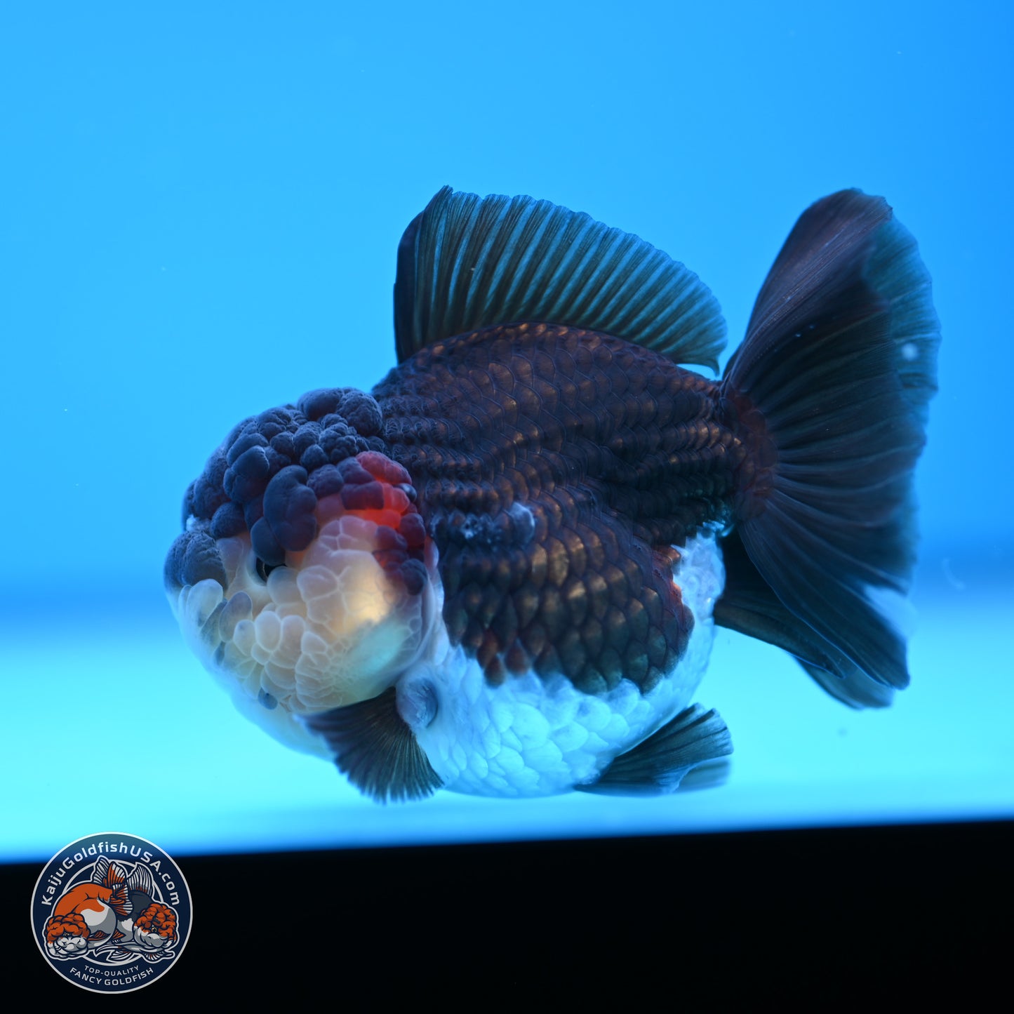 Tricolor Oranda 3 inches Body - Female (241227_OR08) - Kaiju Goldfish USA