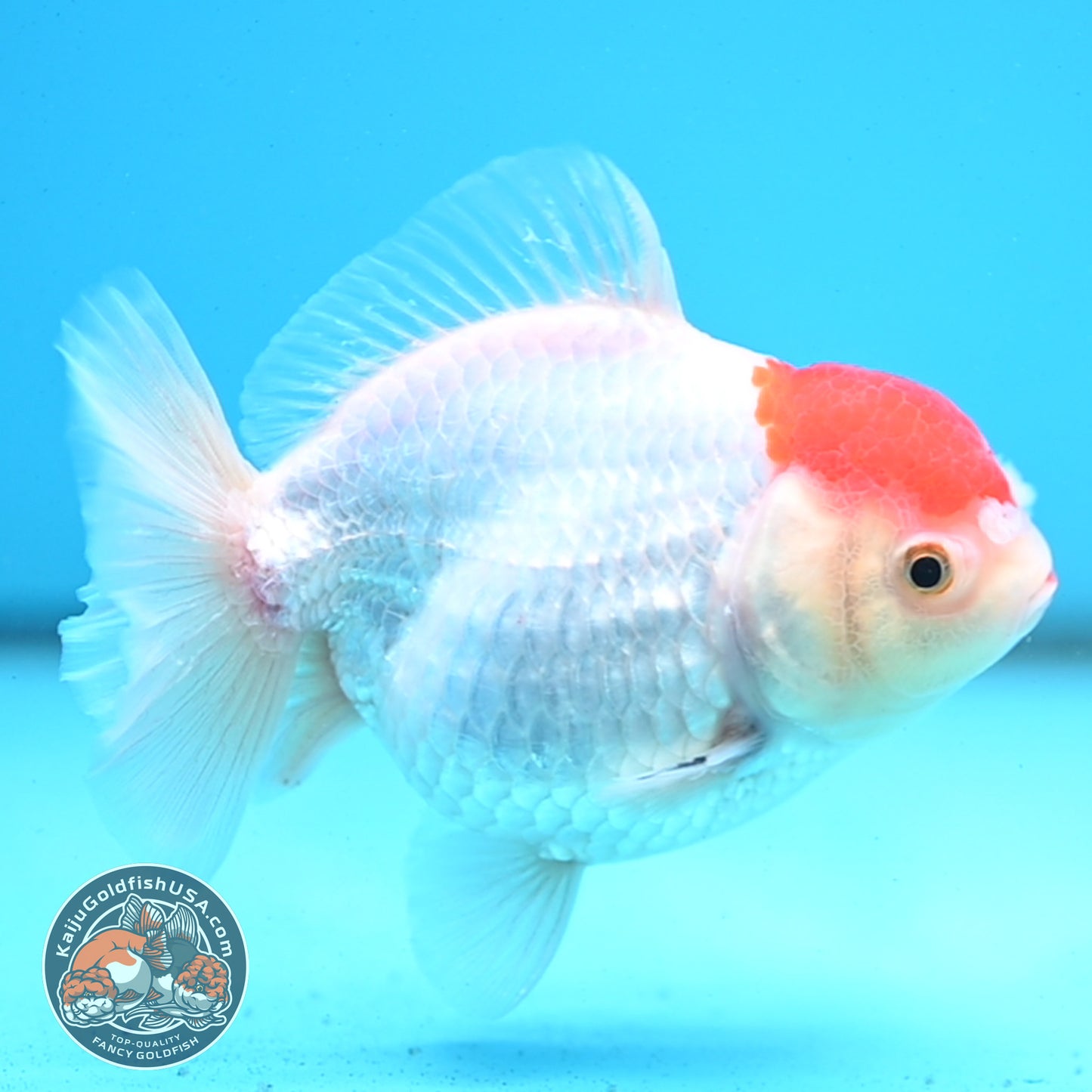 Shogun Tancho Oranda 4 inches Body - Female (250418_OR08)