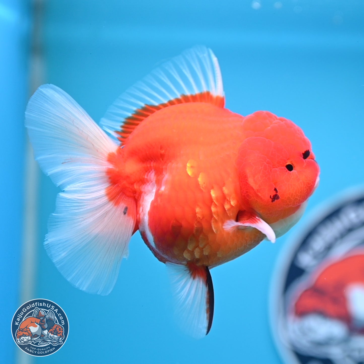 Tiger Rose Tail Oranda 3.5 inches Body - Female (250221_OR08)