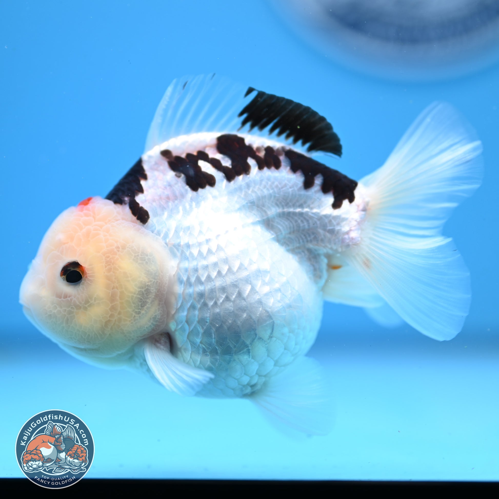 Panda Oranda 3.5-4.5 inches (240913_OR08) - Kaiju Goldfish USA