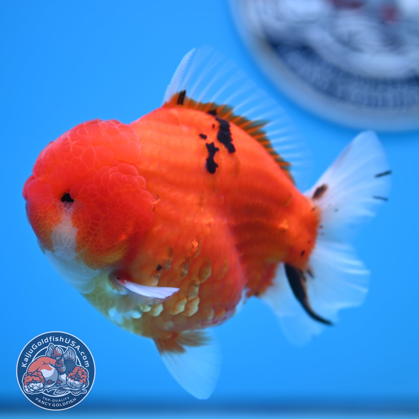 Tricolor Sakura YuanBao Oranda 3.7 inches Body (250516_OR08)