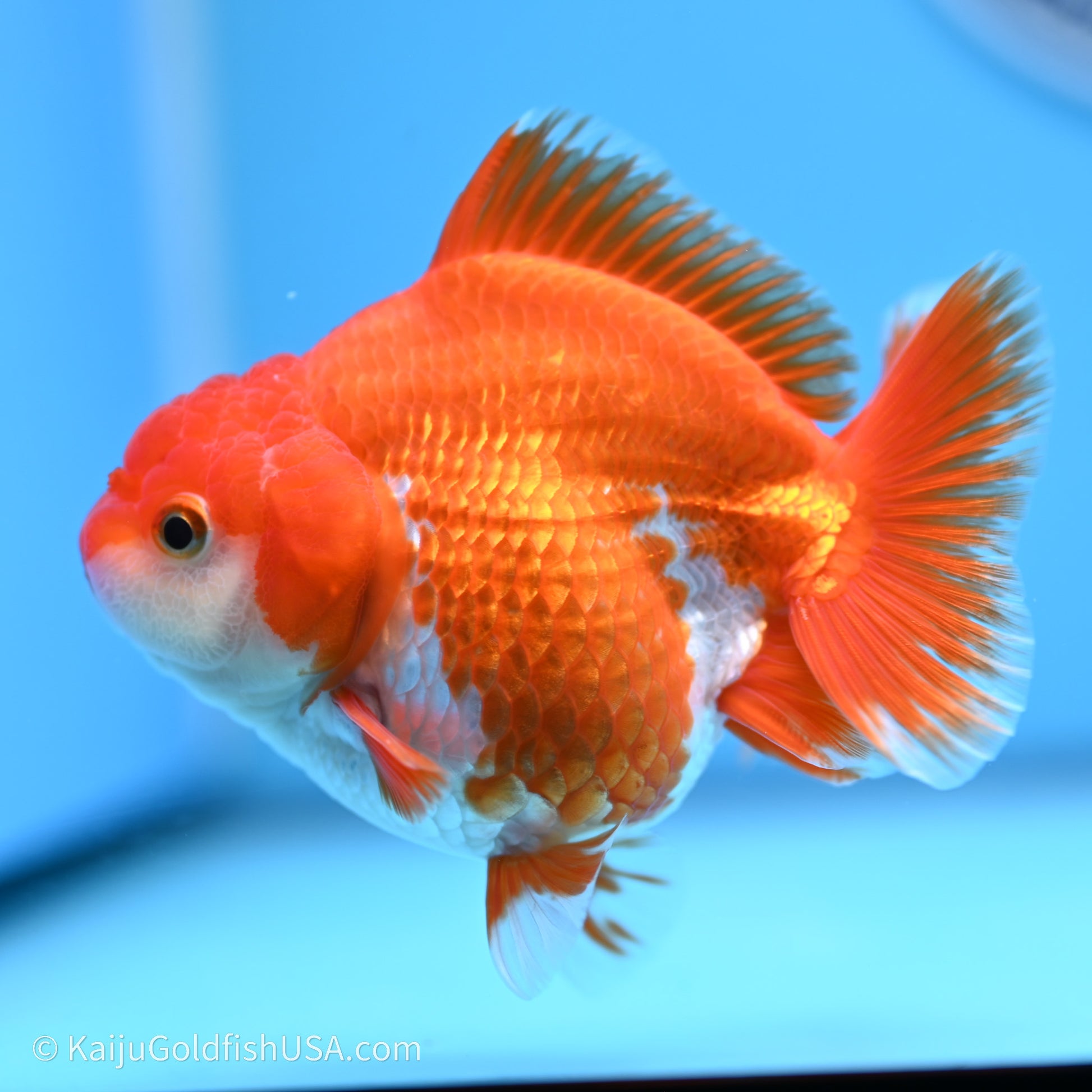 Shogun Godzilla Red White Oranda 3.5in Body (240719_OR08) - Kaiju Goldfish USA