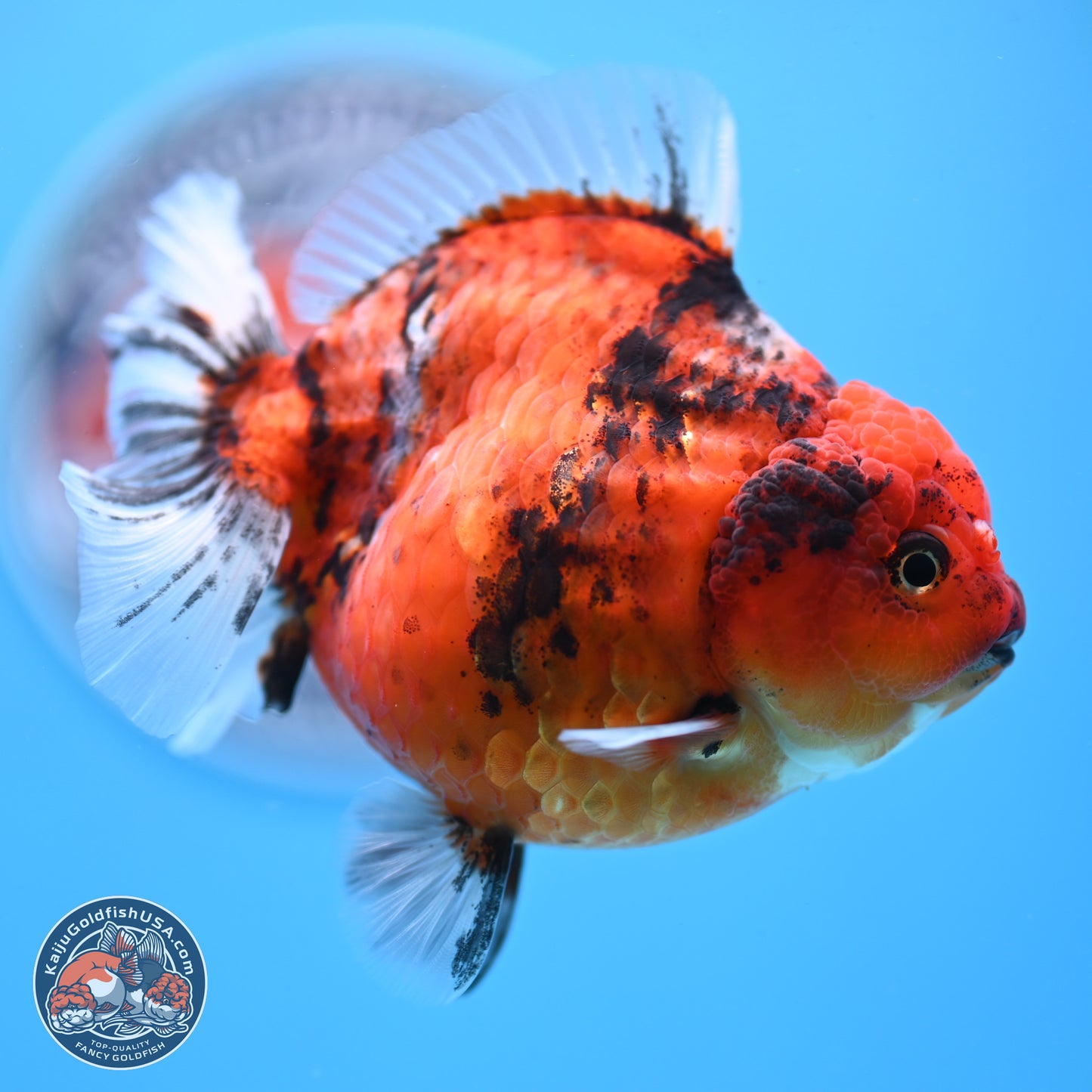 Shogun Tiger Oranda 3.75 inches Body - Female (250207_OR08)