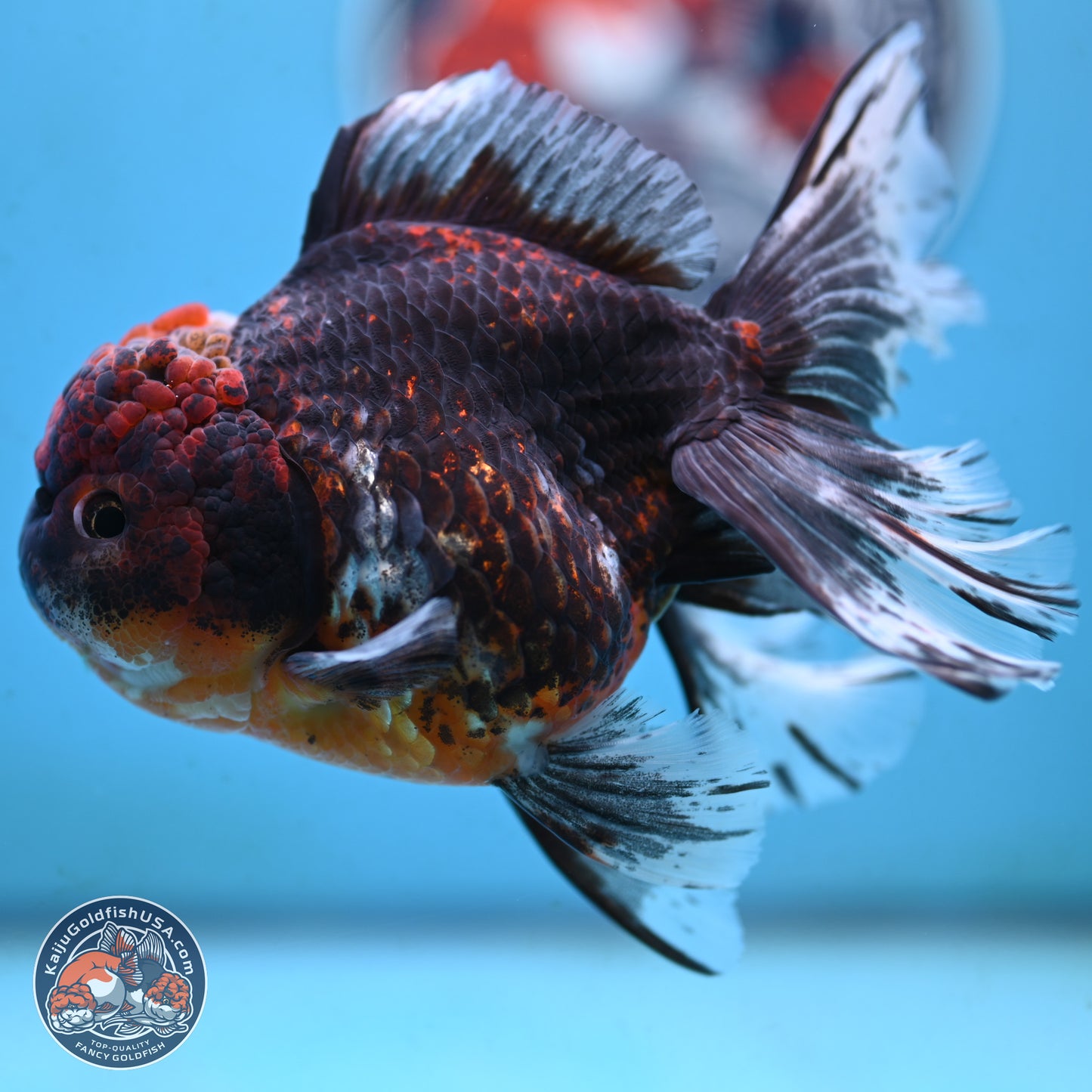 Red Kirin Rose Tail Oranda 4 inches Body - Female (250117_OR08) - Kaiju Goldfish USA