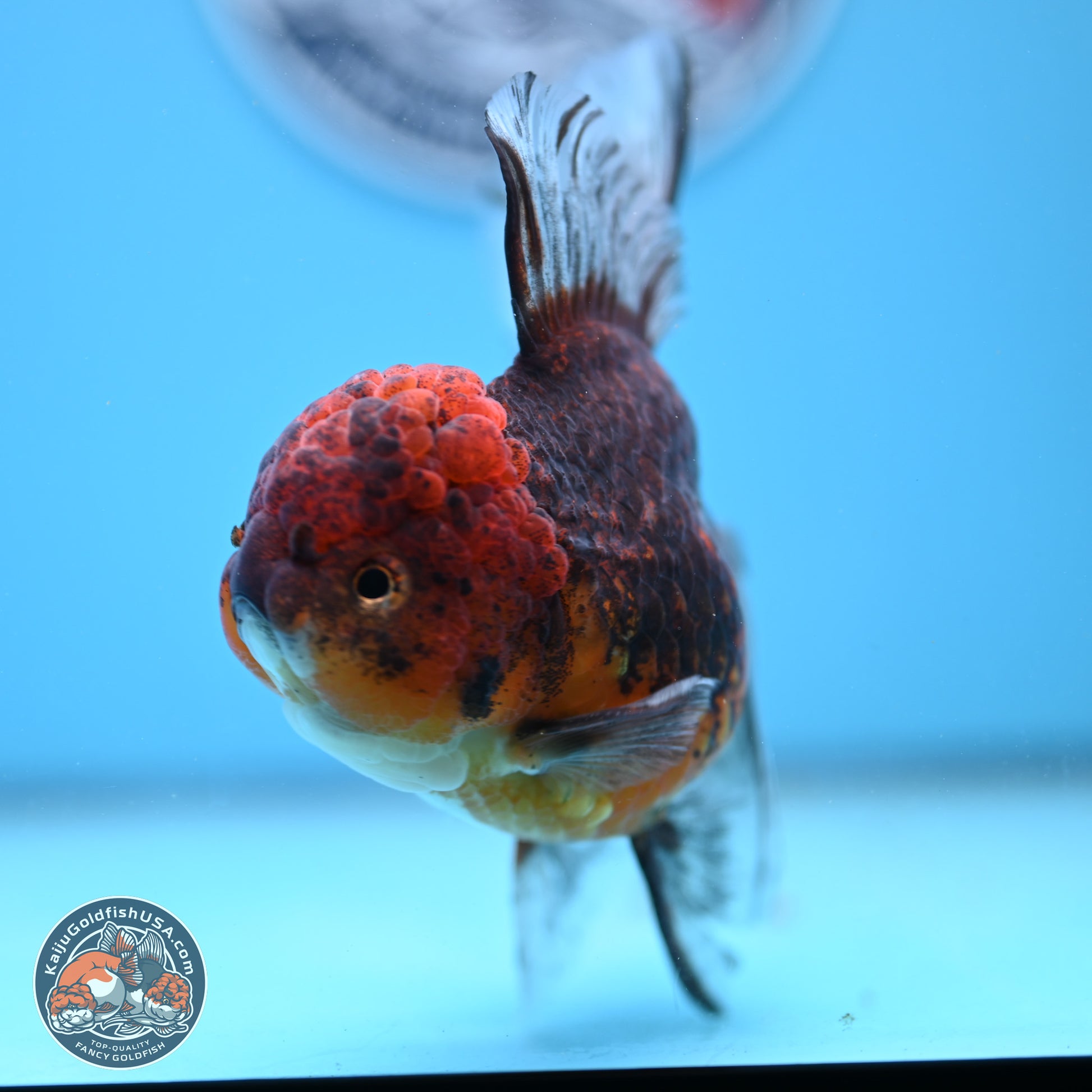 Red Kirin Rose Tail Oranda 6.5 inches - Female (241206_OR08) - Kaiju Goldfish USA