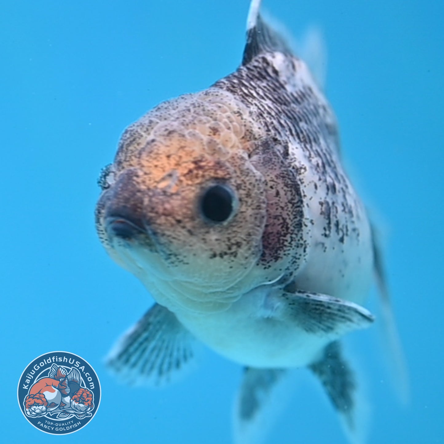 Granite Rosetail Oranda 3.5 inch Body (250926_OR08)