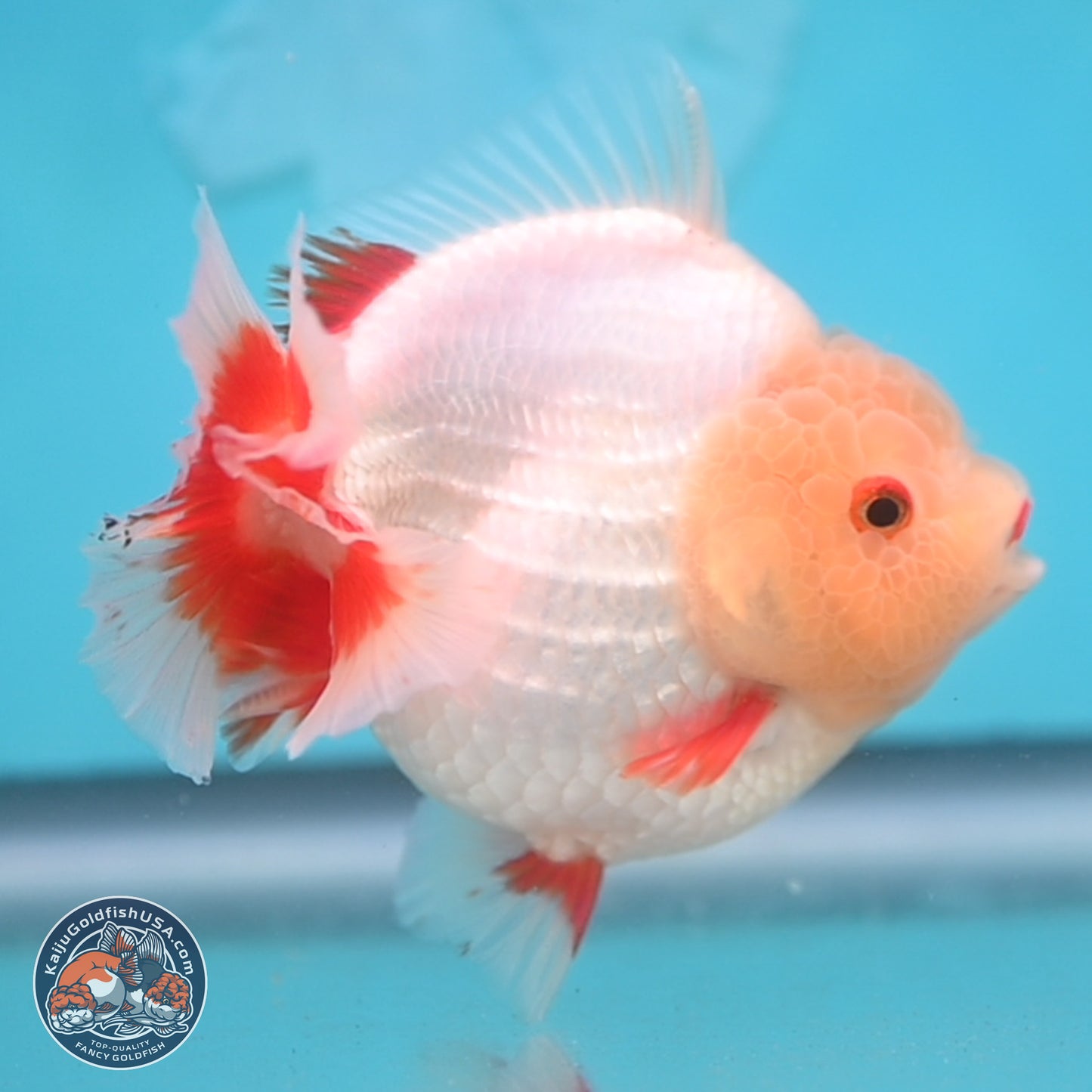 Jade Head Red White YuanBao Oranda 4 inches Body - Female (250131_OR08)