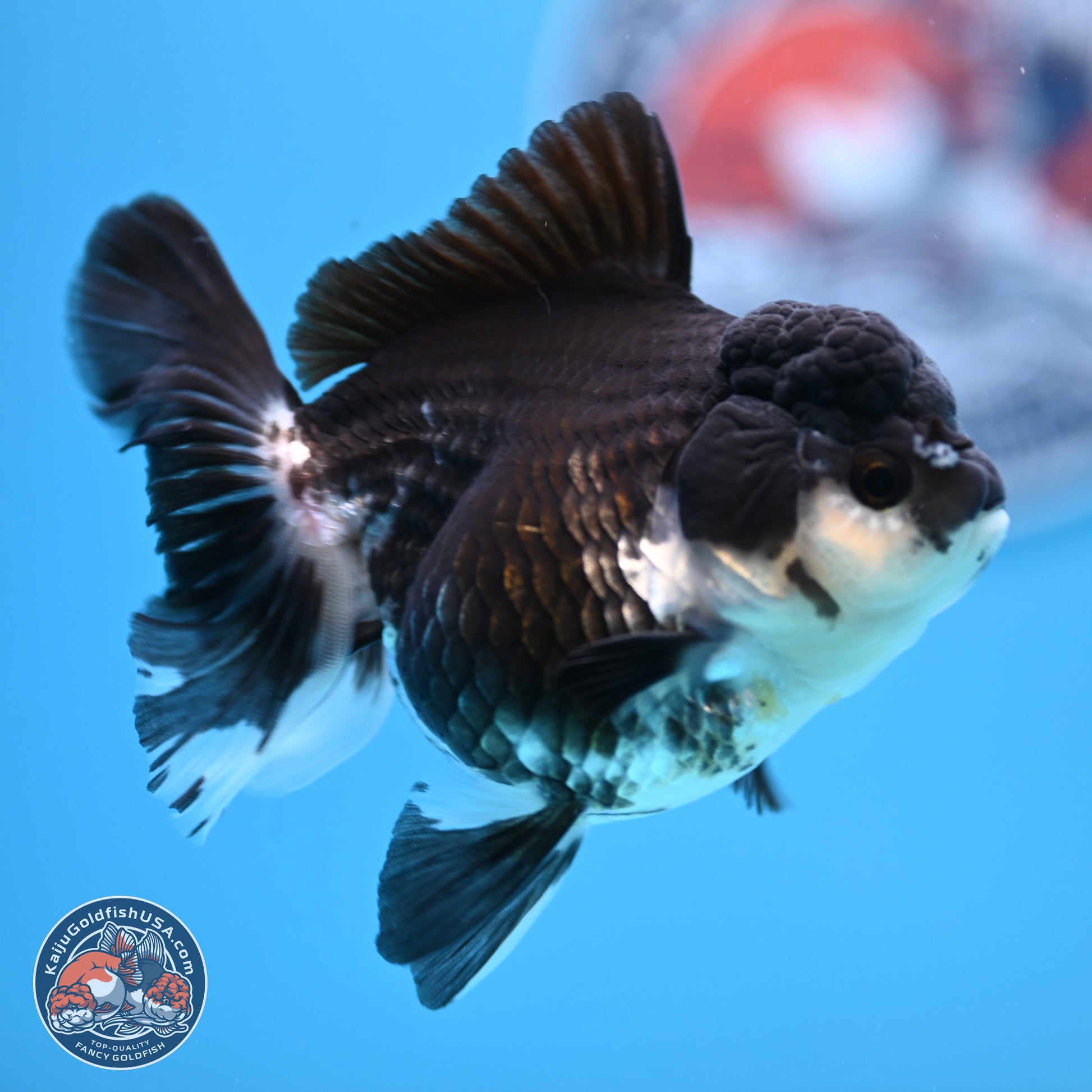 Panda Rose Tail Oranda 3.5in body (240809_OR08) - Kaiju Goldfish USA