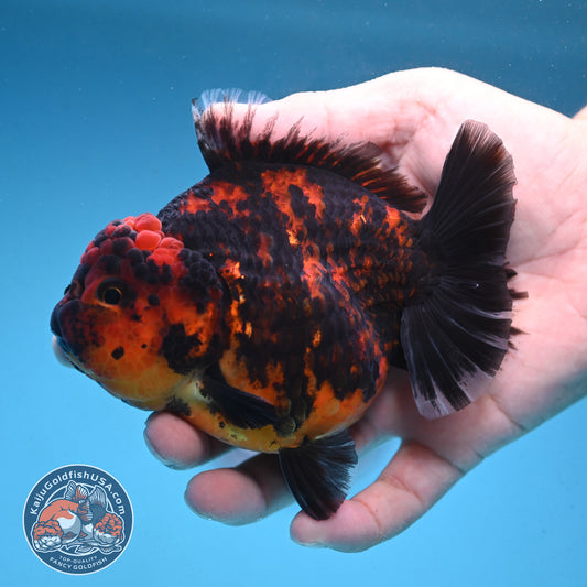 Tiger Oranda 4 inch Body (250912_OR08)