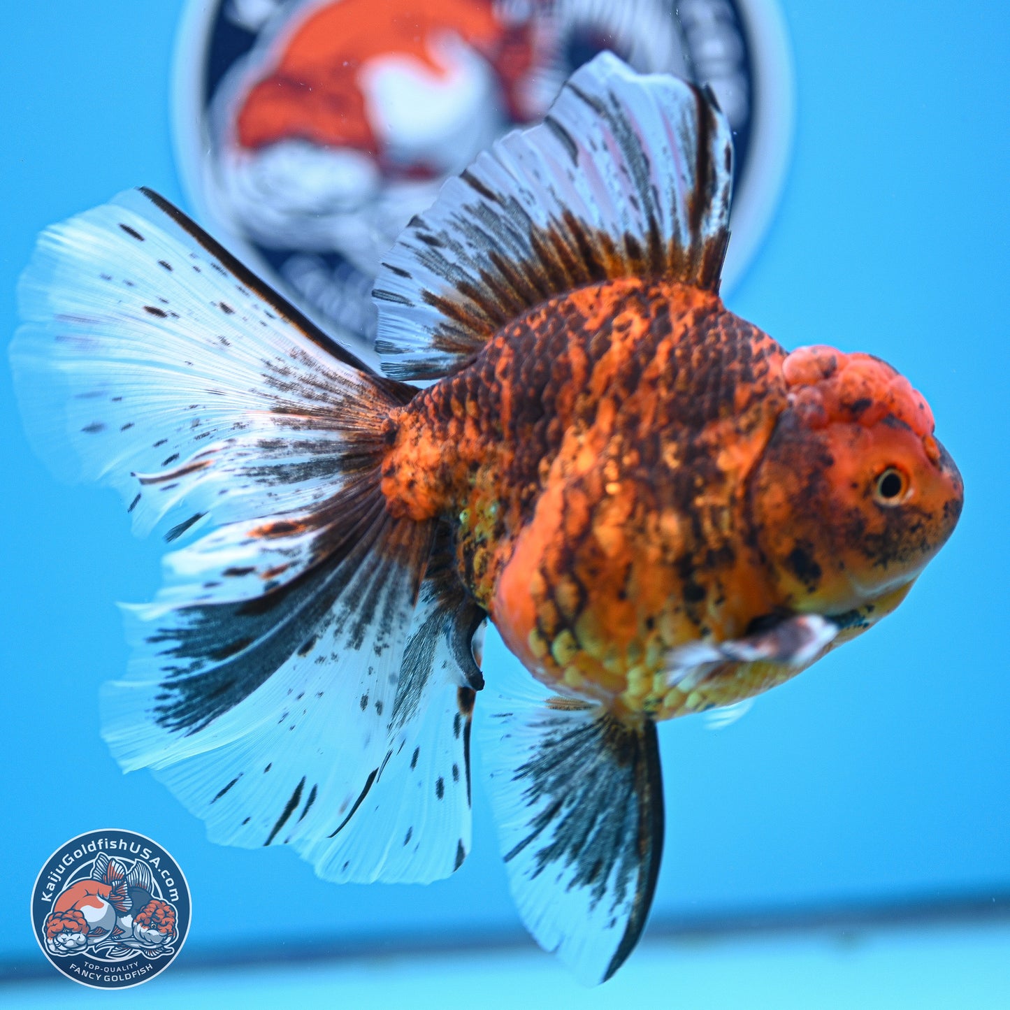 Tiger Butterfly Tail Oranda 7 inches - Female (241129_OR08) - Kaiju Goldfish USA