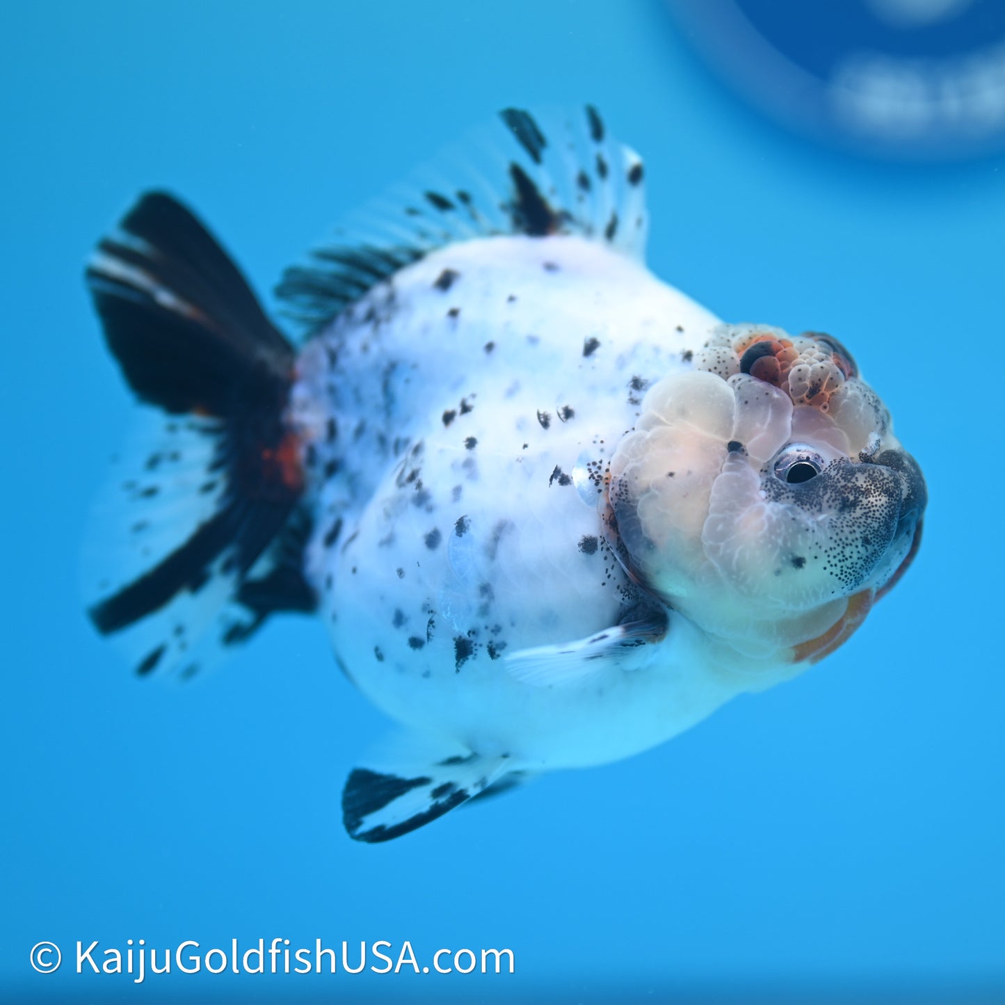 Shogun Godzilla Calico Oranda 3.5in Body (240614_OR08) - Kaiju Goldfish USA