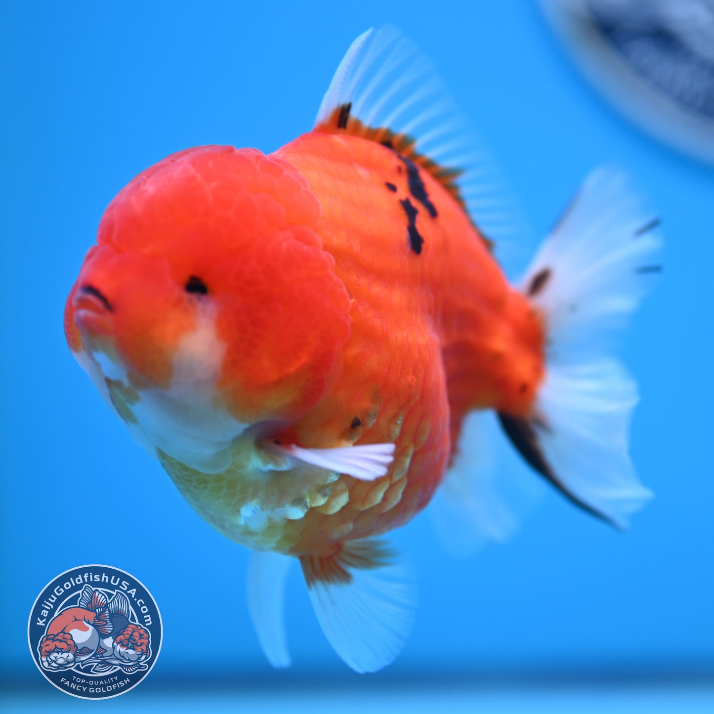 Tricolor Sakura YuanBao Oranda 3.7 inches Body (250516_OR08)