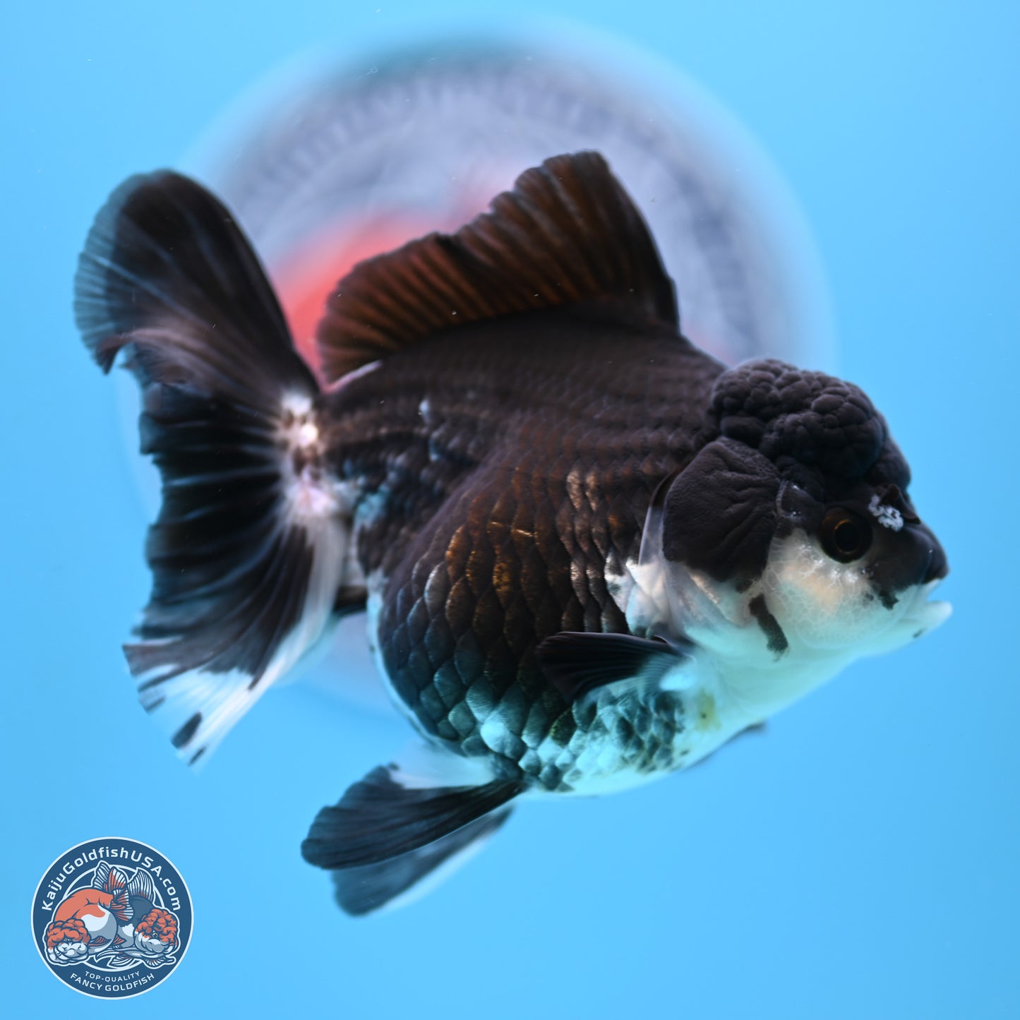 Panda Rose Tail Oranda 3.5in body (240809_OR08) - Kaiju Goldfish USA