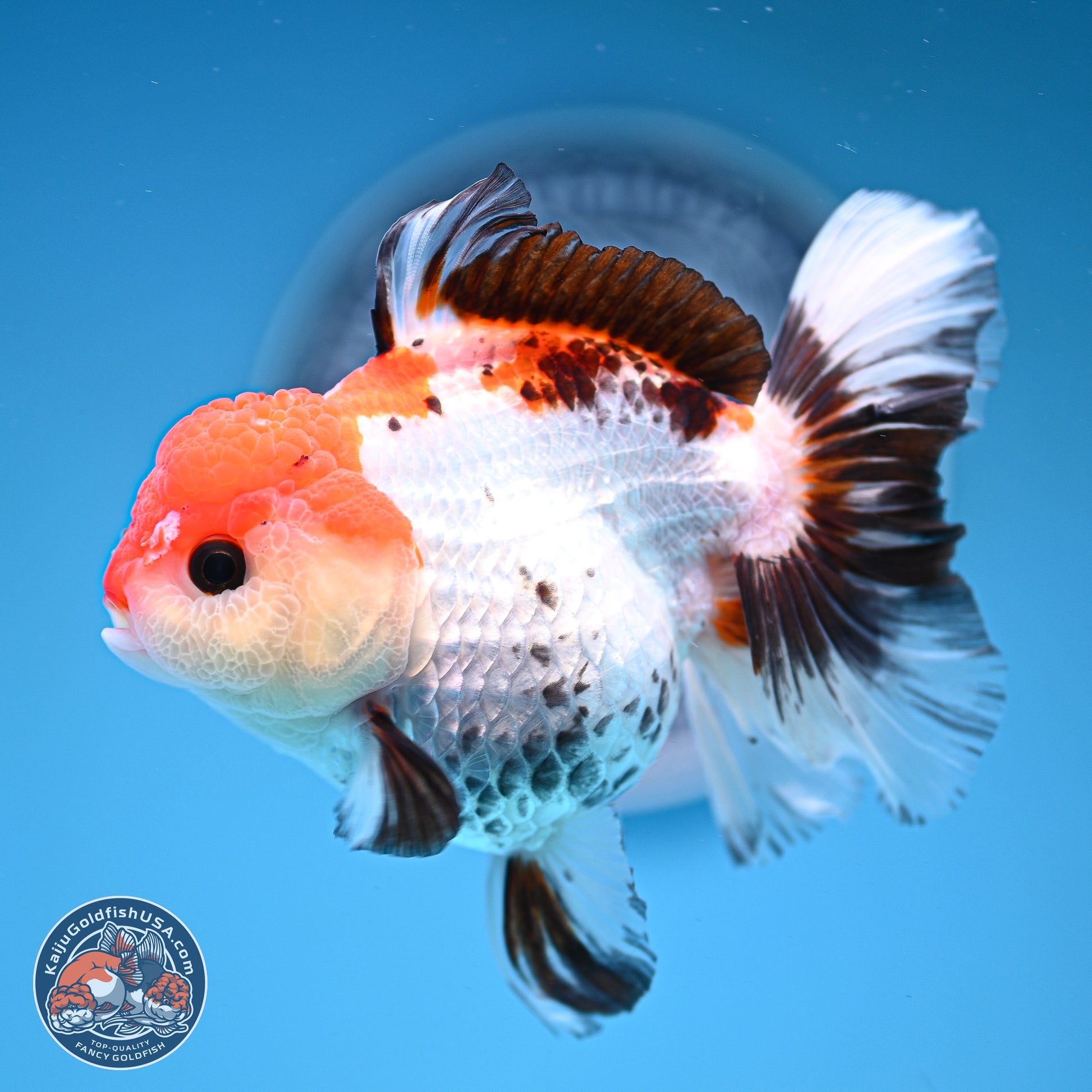 Tricolor Rose Tail Oranda 5.5 inches (241101_OR08) - Kaiju Goldfish USA