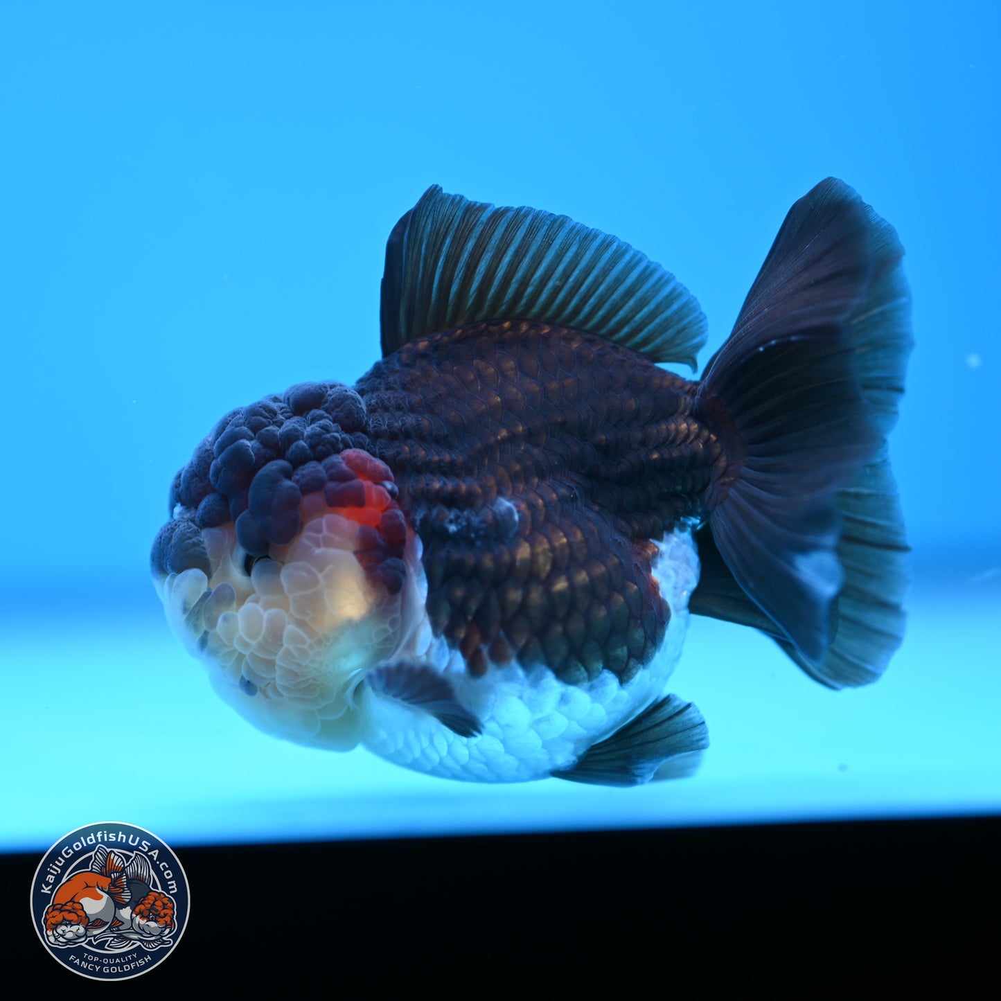 Tricolor Oranda 3 inches Body - Female (241227_OR08) - Kaiju Goldfish USA