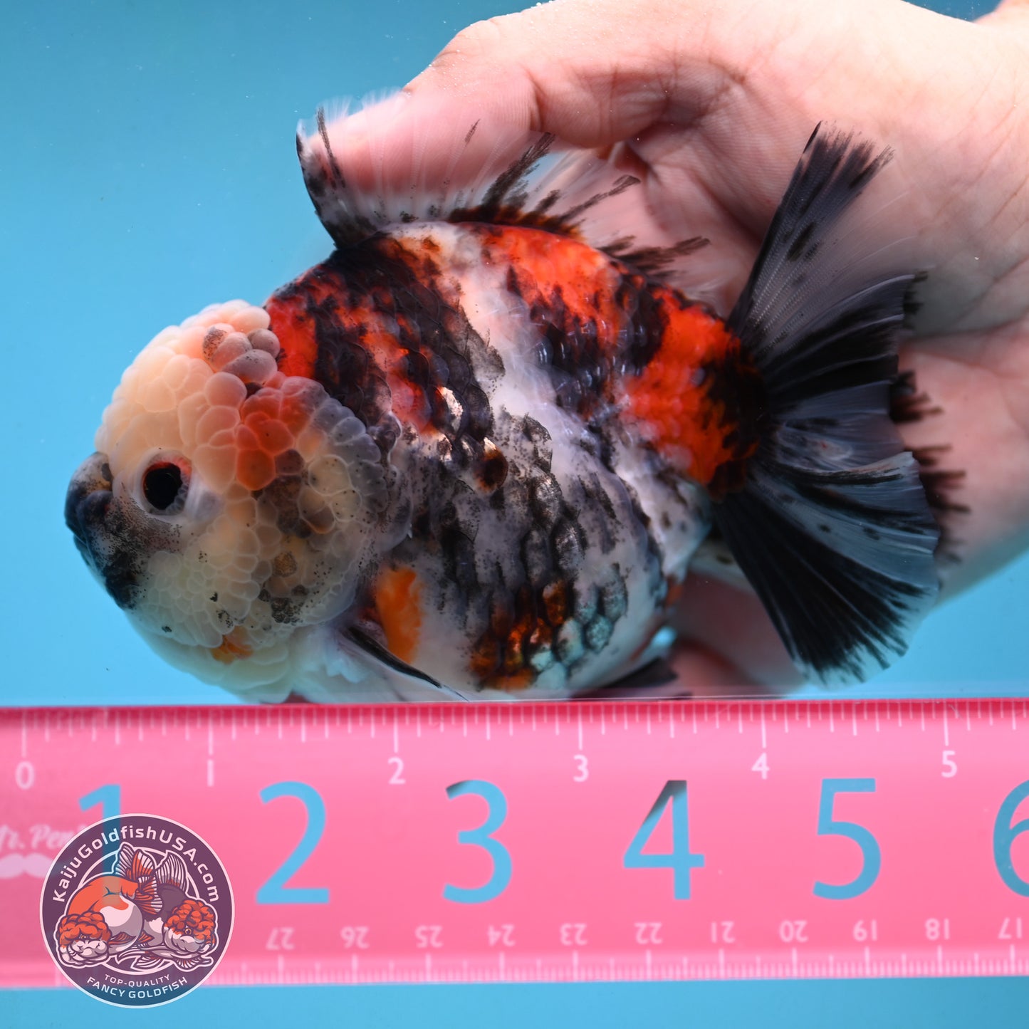 Tricolor Tiger Oranda 4 inch Body (251003_OR08)