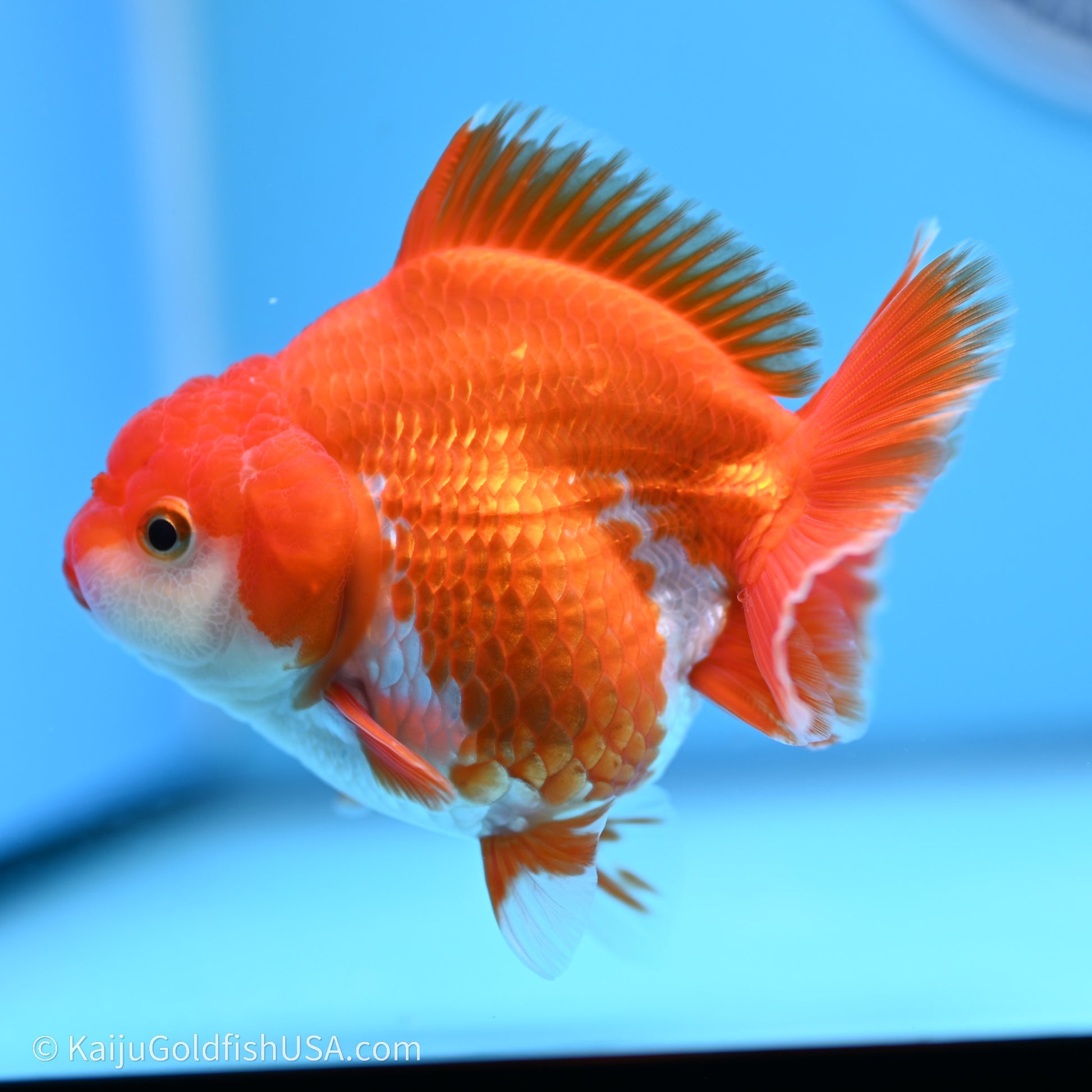 Shogun Godzilla Red White Oranda 3.5in Body (240719_OR08) - Kaiju Goldfish USA