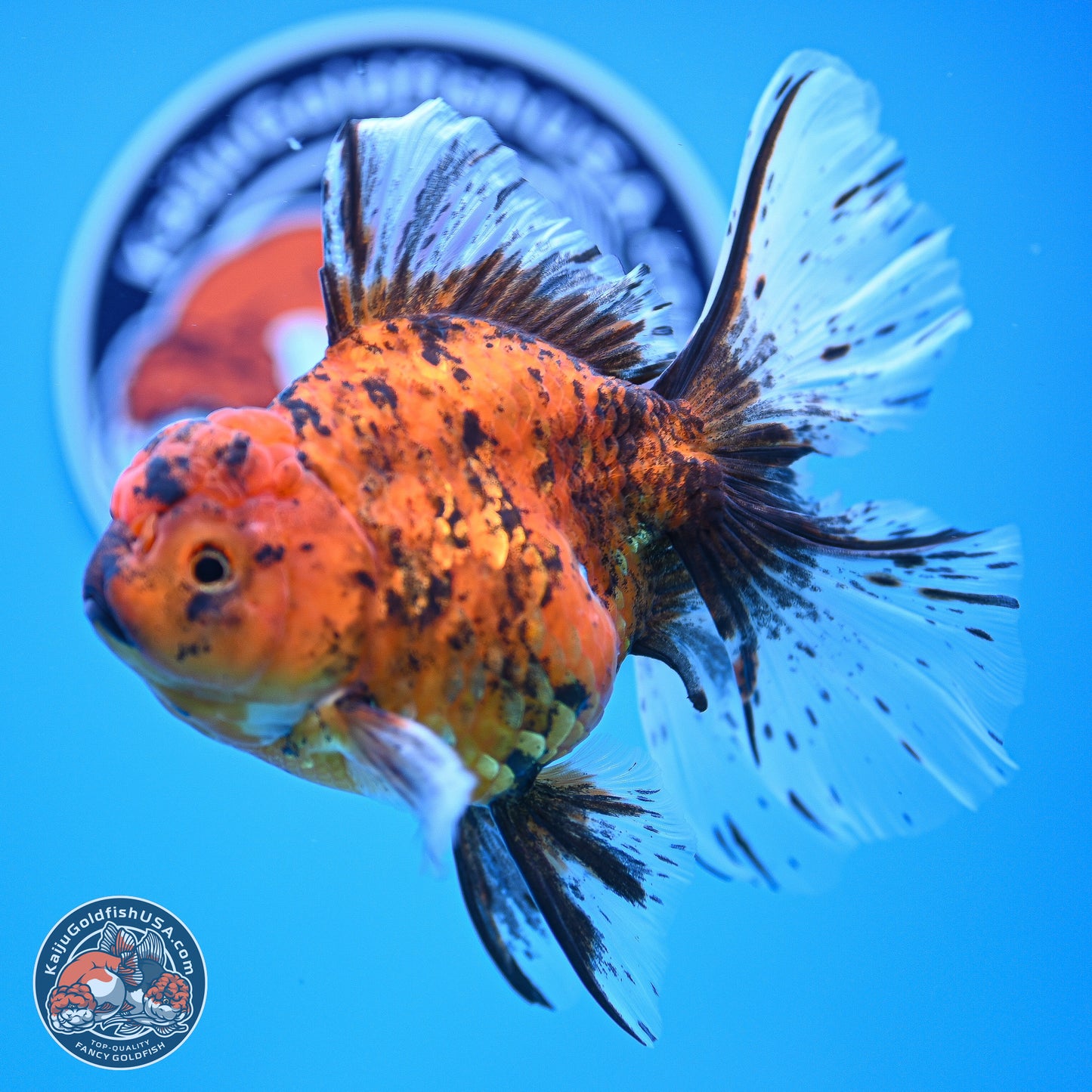 Tiger Butterfly Tail Oranda 7 inches - Female (241129_OR08) - Kaiju Goldfish USA