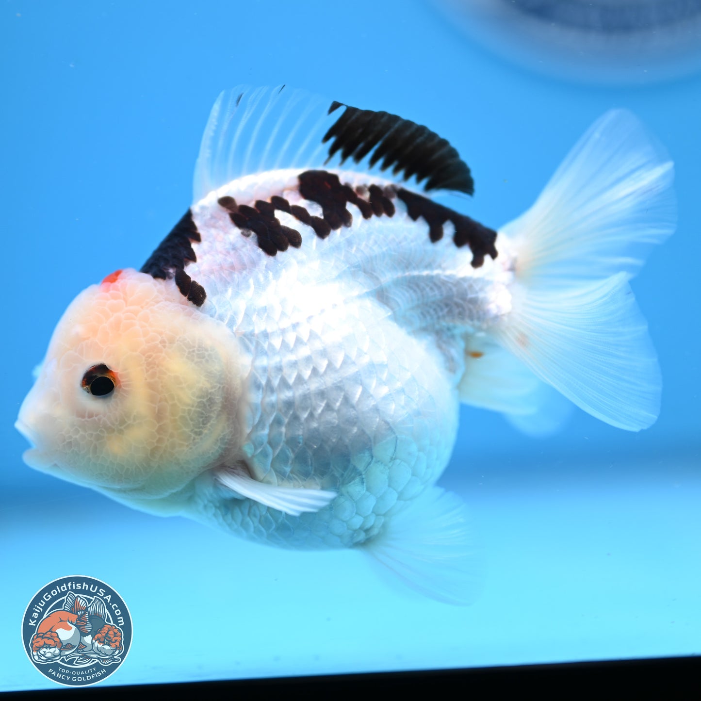 Panda Oranda 3.5-4.5 inches (240913_OR08) - Kaiju Goldfish USA