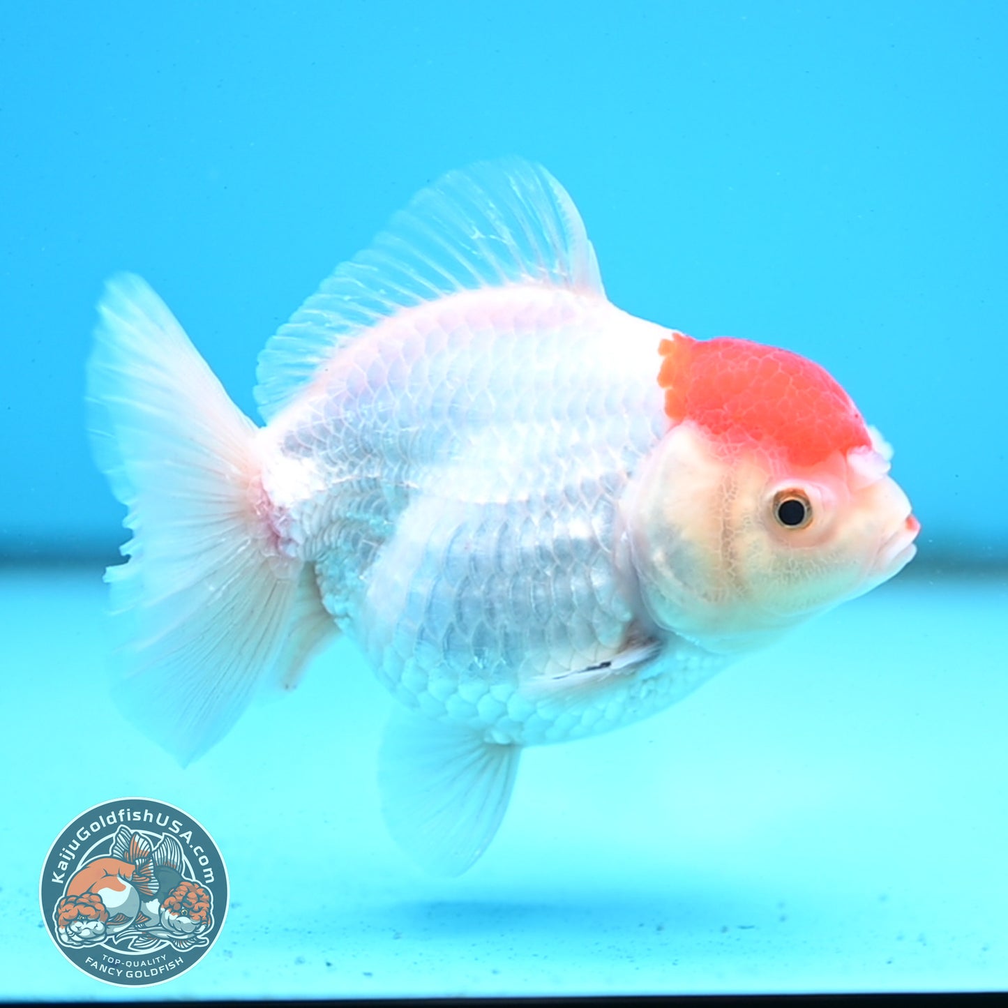 Shogun Tancho Oranda 4 inches Body - Female (250418_OR08)