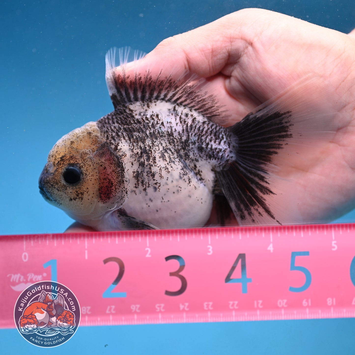 Granite Rosetail Oranda 3.5 inch Body (250926_OR08)