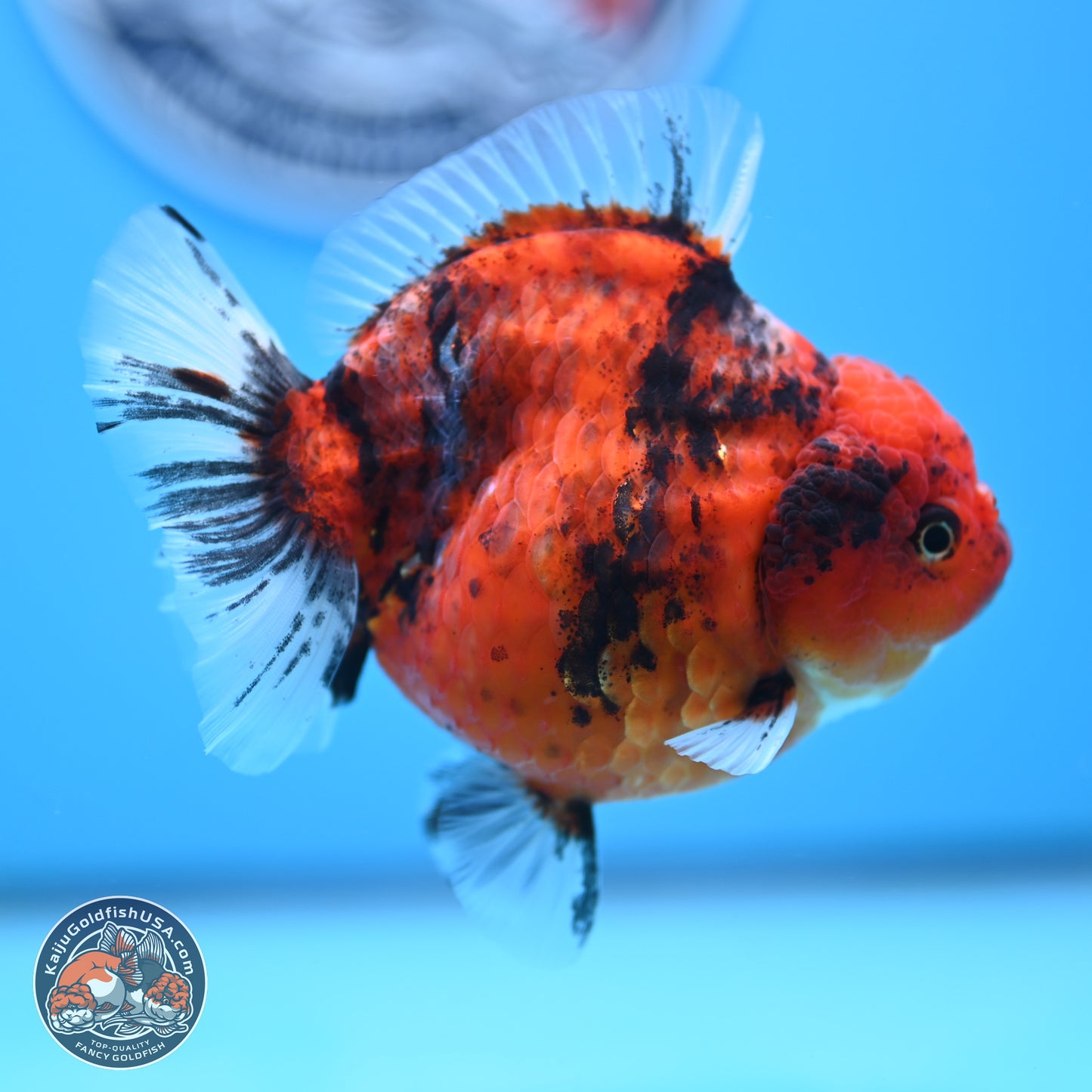 Shogun Tiger Oranda 3.75 inches Body - Female (250207_OR08)