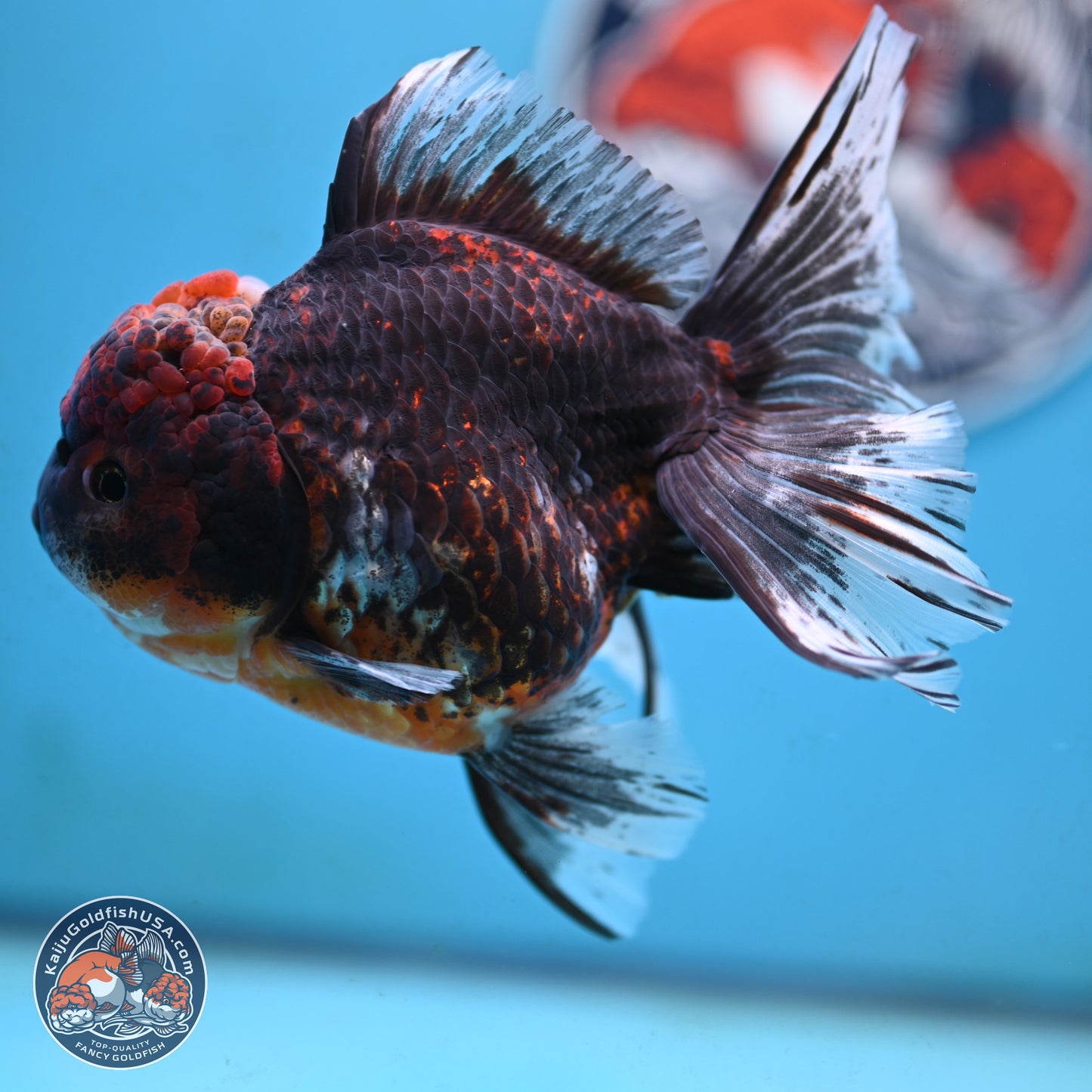 Red Kirin Rose Tail Oranda 4 inches Body - Female (250117_OR08) - Kaiju Goldfish USA