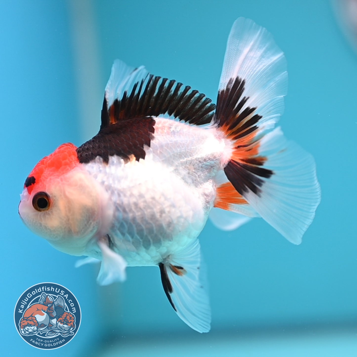 Tricolor Oranda 3 inches Body (250606_OR08)