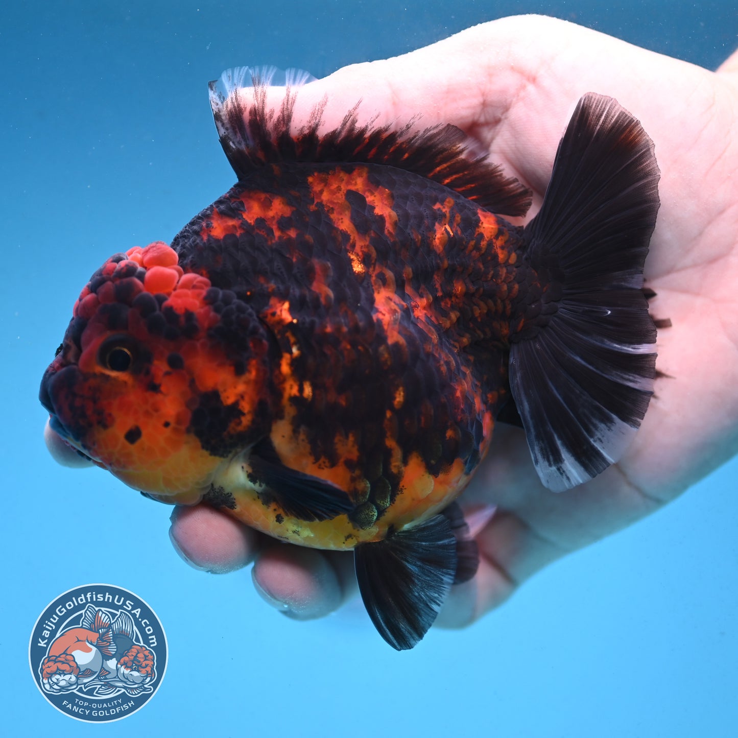 Tiger Oranda 4 inch Body (250912_OR08)
