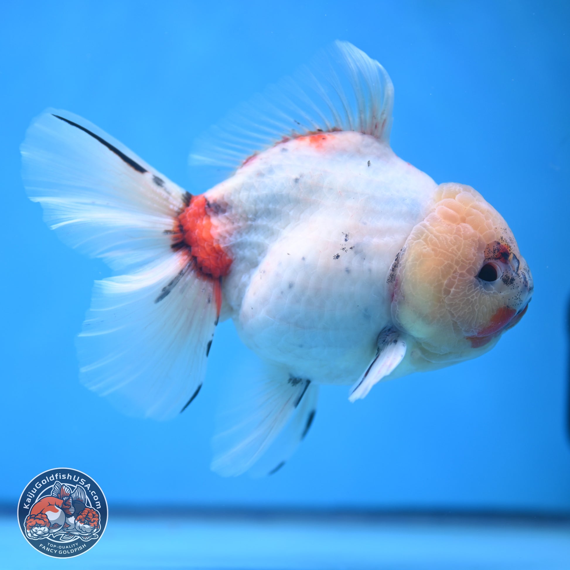 Calico Rose Tail Oranda 5.5 inches - Female (241115_OR08) - Kaiju Goldfish USA