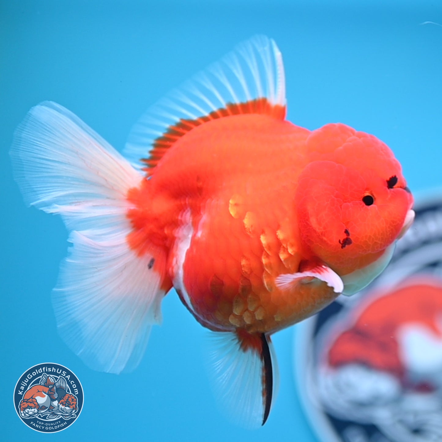 Tiger Rose Tail Oranda 3.5 inches Body - Female (250221_OR08)