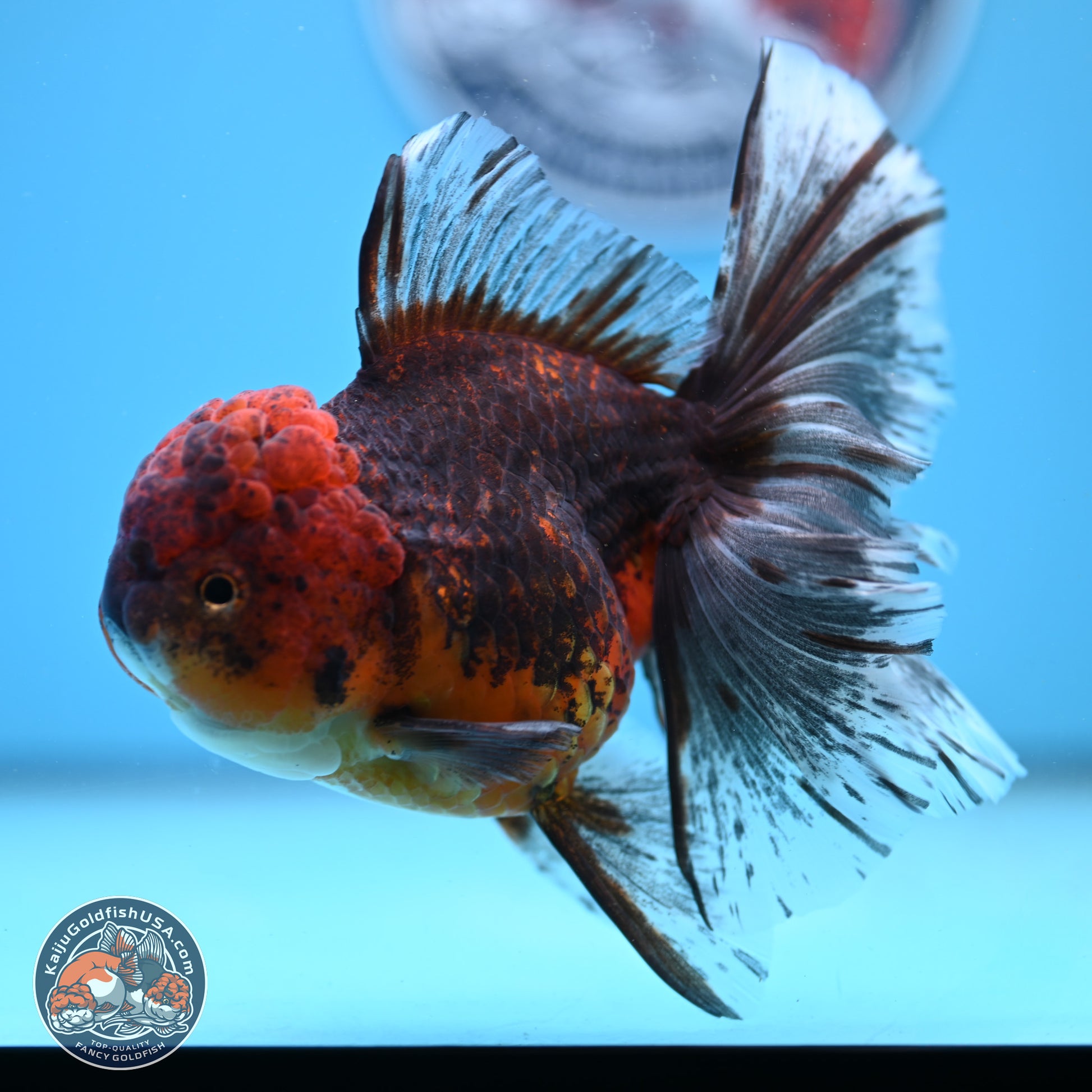 Red Kirin Rose Tail Oranda 6.5 inches - Female (241206_OR08) - Kaiju Goldfish USA