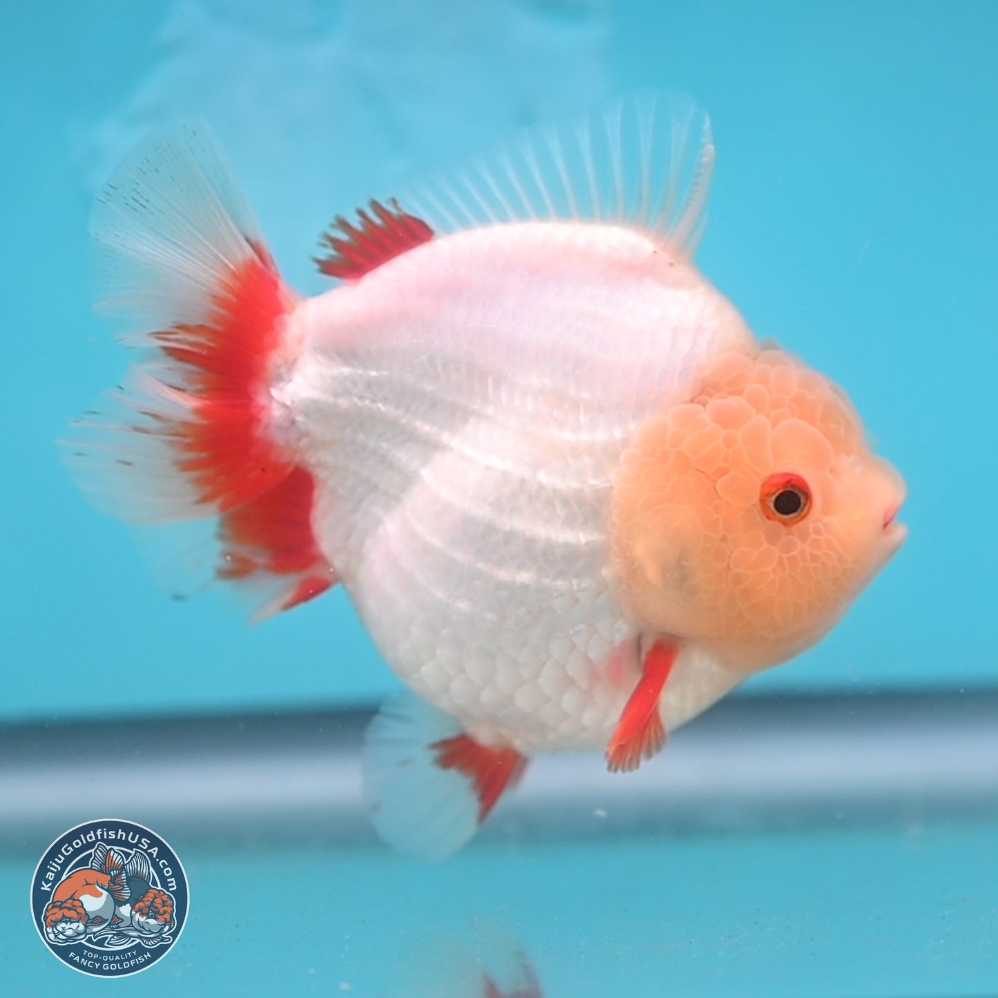 Jade Head Red White YuanBao Oranda 4 inches Body - Female (250131_OR08)