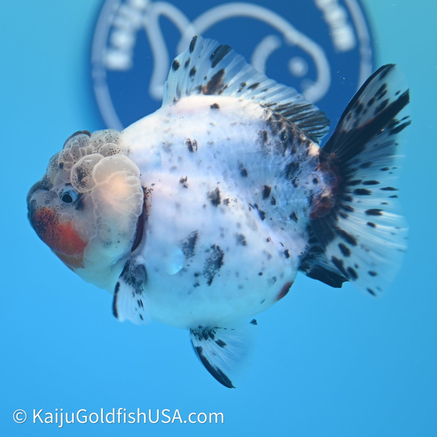 Shogun Godzilla Calico Oranda 3.5in Body (240614_OR08) - Kaiju Goldfish USA