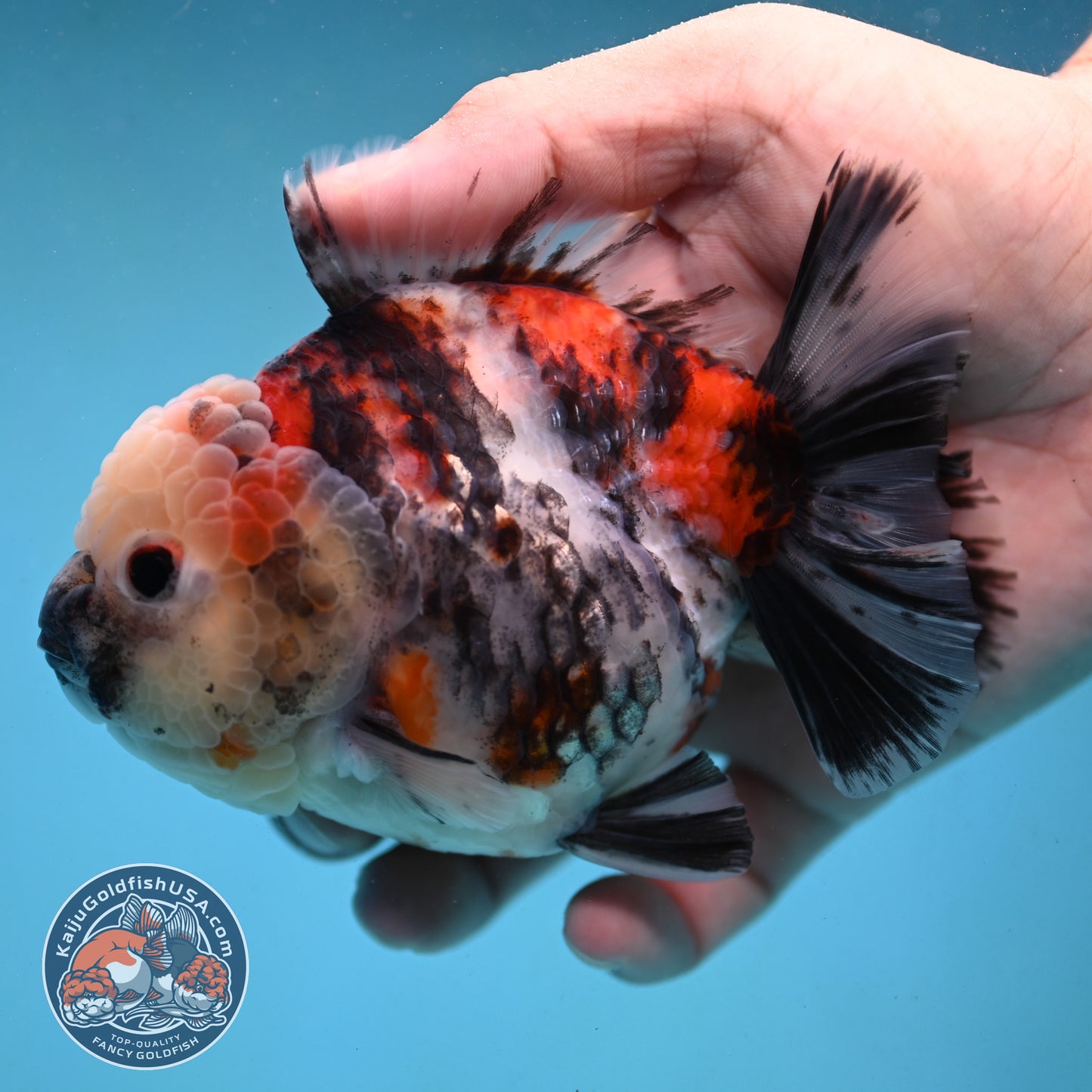 Tricolor Tiger Oranda 4 inch Body (251003_OR08)