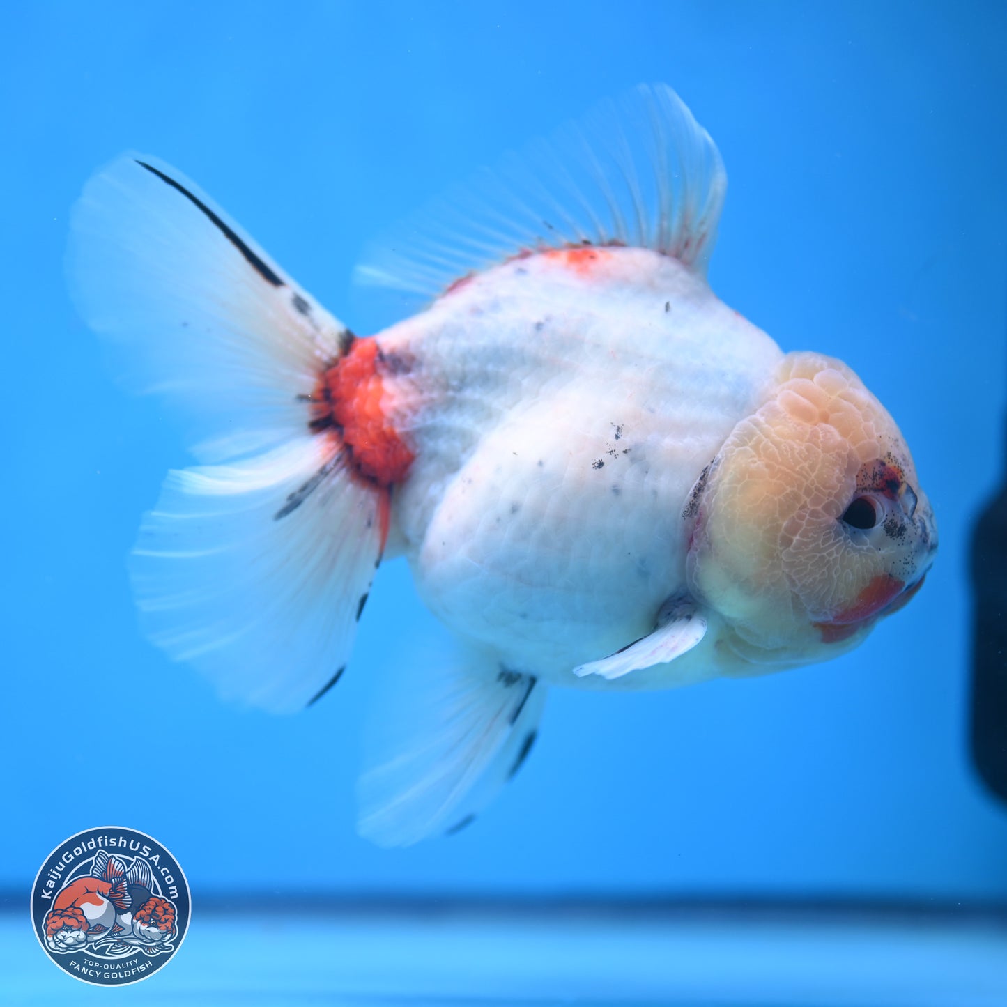 Calico Rose Tail Oranda 5.5 inches - Female (241115_OR08) - Kaiju Goldfish USA