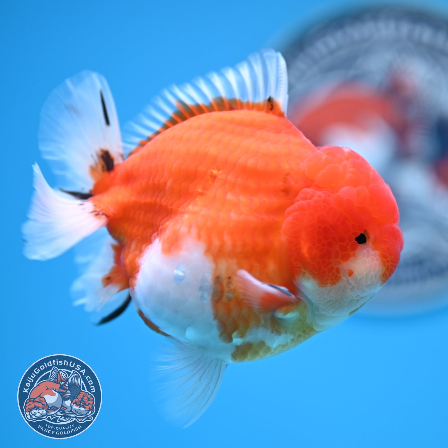 Tricolor Sakura YuanBao Oranda 3.7 inches Body (250516_OR08)