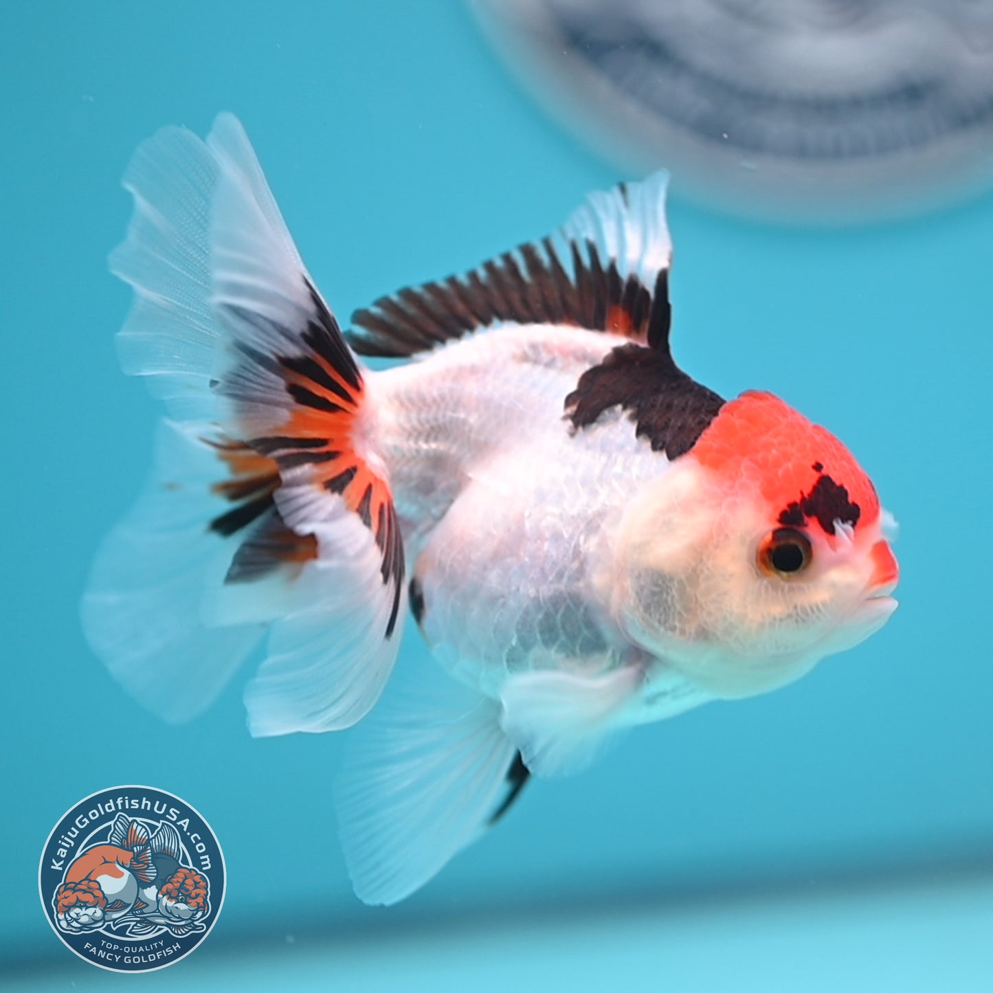 Tricolor Oranda 3 inches Body (250606_OR08)