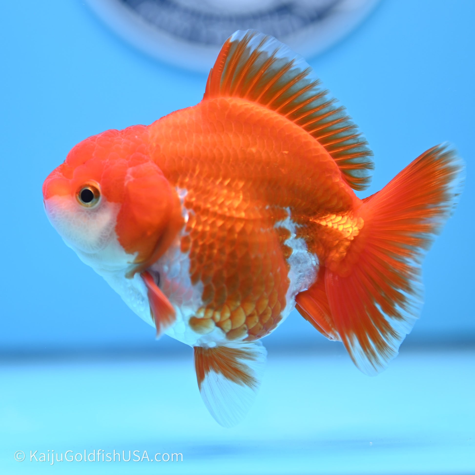 Shogun Godzilla Red White Oranda 3.5in Body (240719_OR08) - Kaiju Goldfish USA