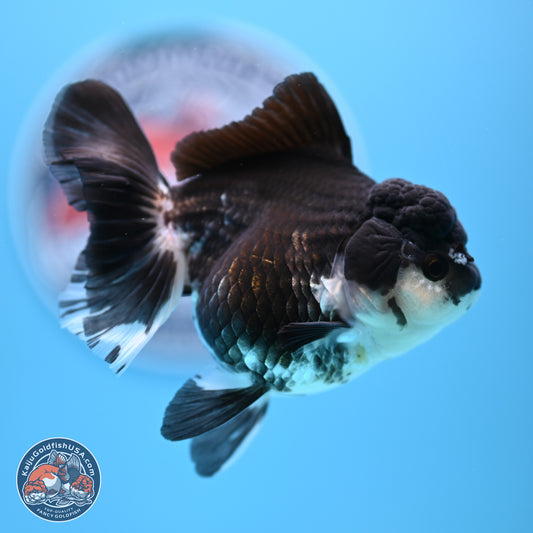 Panda Rose Tail Oranda 3.5in body (240809_OR08) - Kaiju Goldfish USA