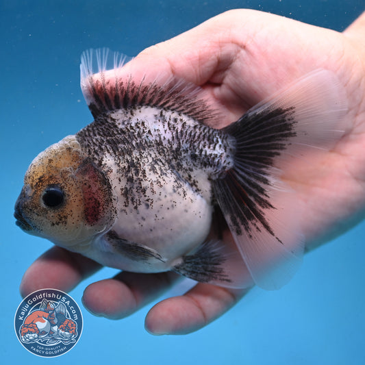 Granite Rosetail Oranda 3.5 inch Body (250926_OR08)