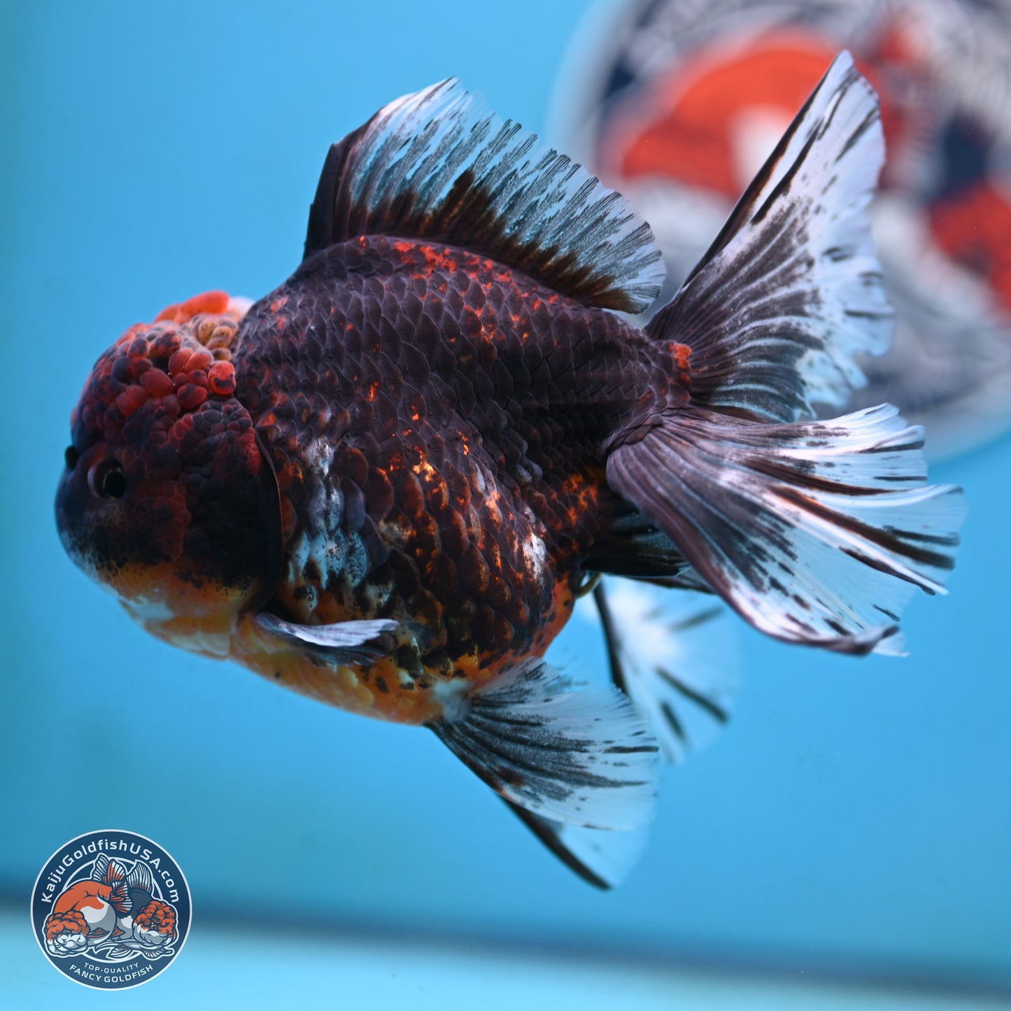 Red Kirin Rose Tail Oranda 4 inches Body - Female (250117_OR08) - Kaiju Goldfish USA