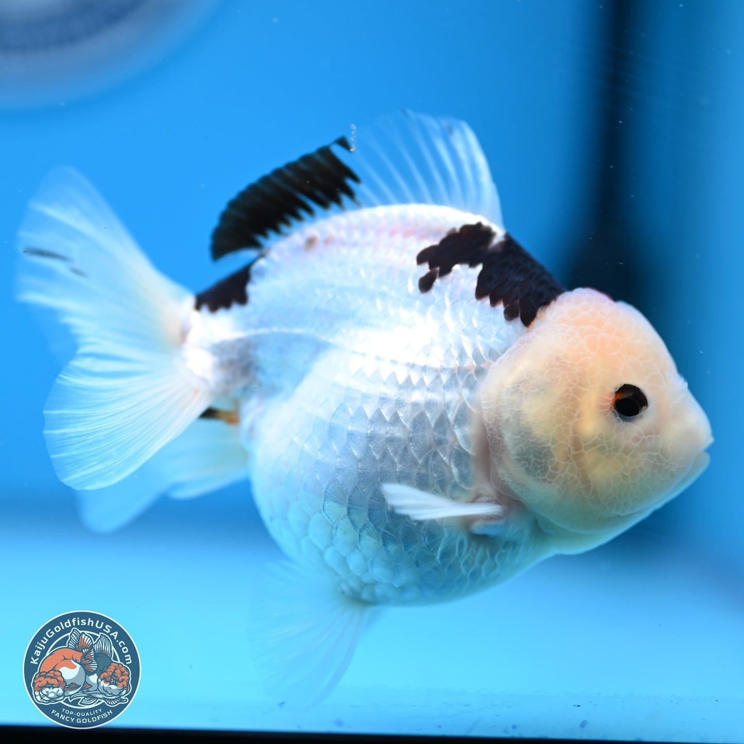 Panda Oranda 3.5-4.5 inches (240913_OR08) - Kaiju Goldfish USA