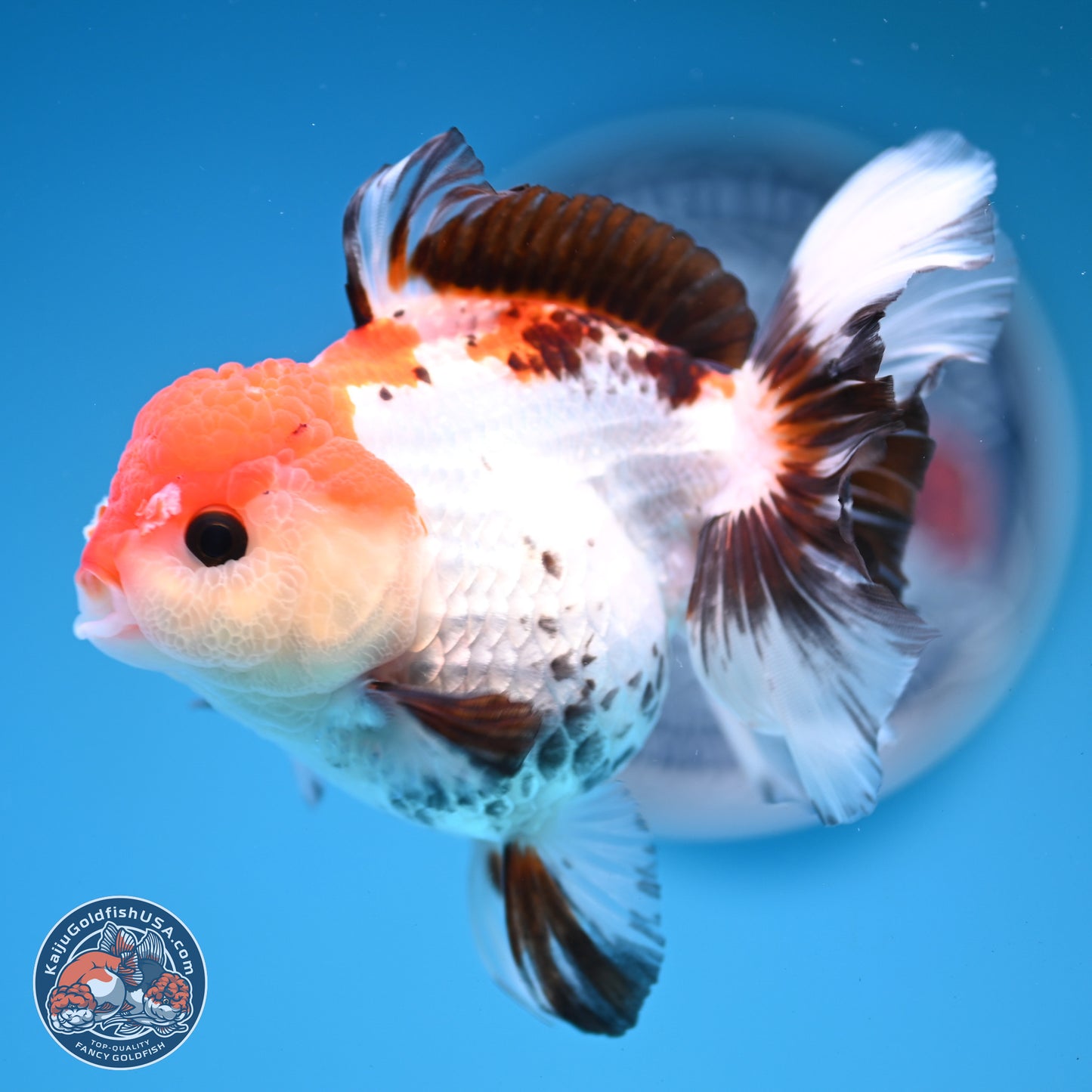 Tricolor Rose Tail Oranda 5.5 inches (241101_OR08) - Kaiju Goldfish USA