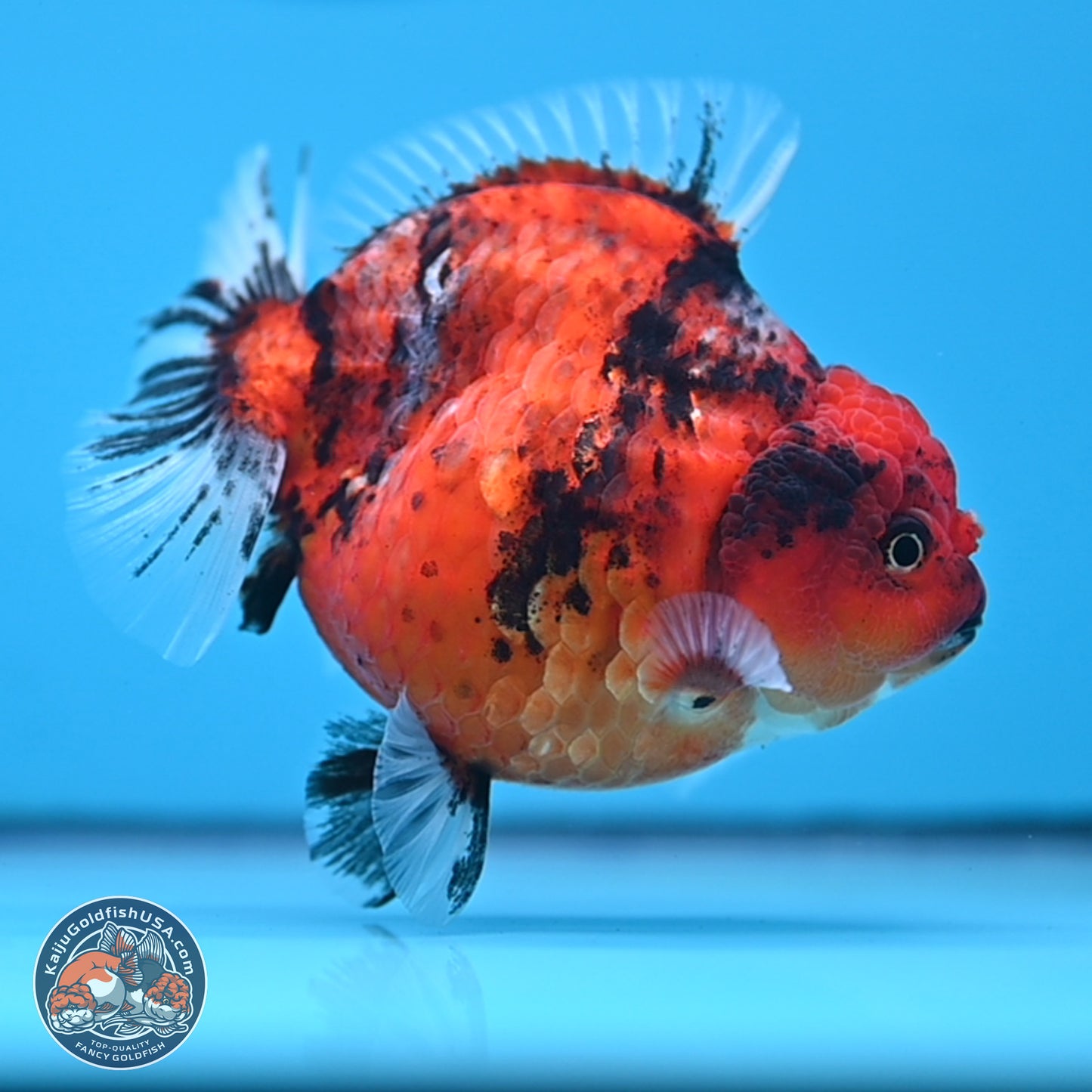 Shogun Tiger Oranda 3.75 inches Body - Female (250207_OR08)