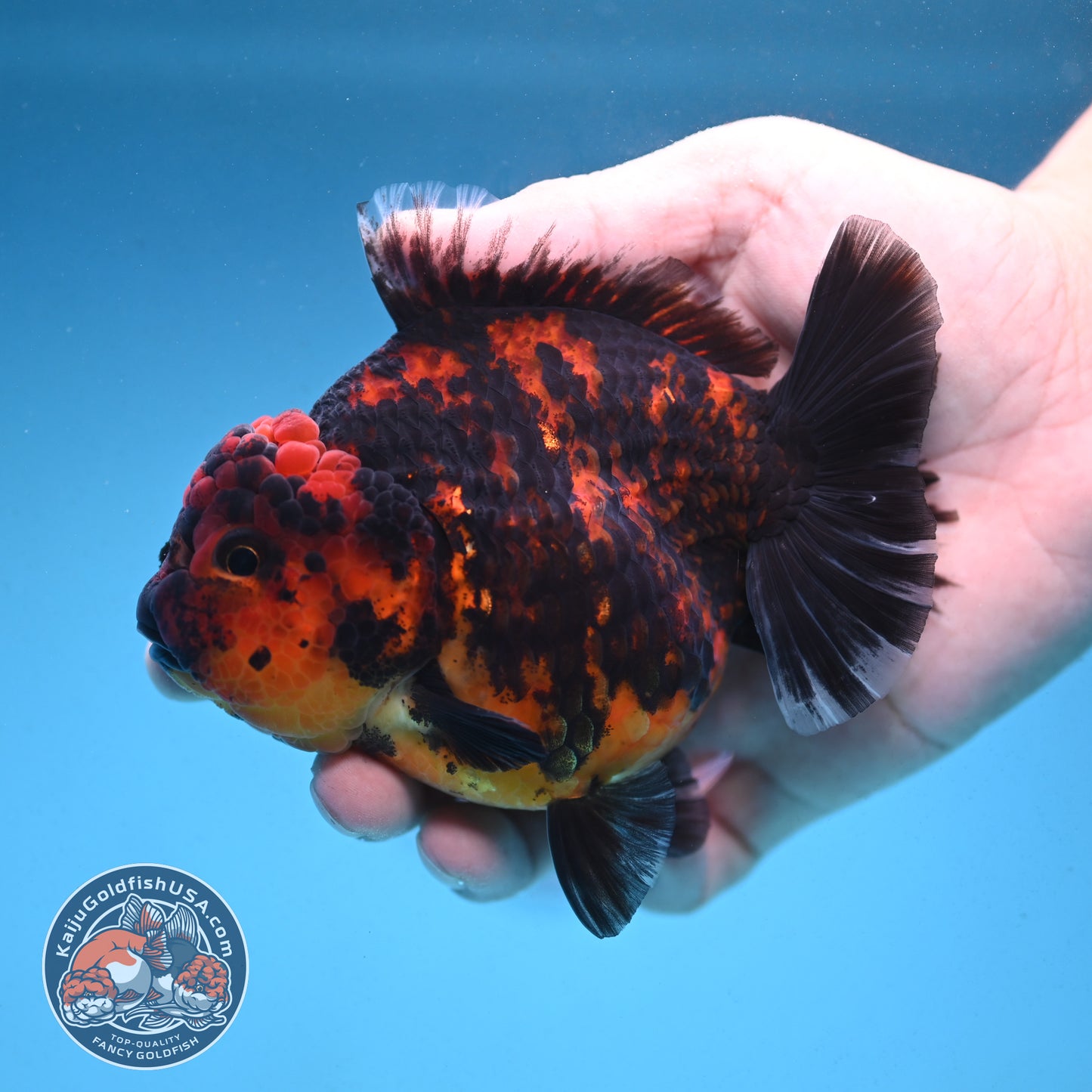 Tiger Oranda 4 inch Body (250912_OR08)